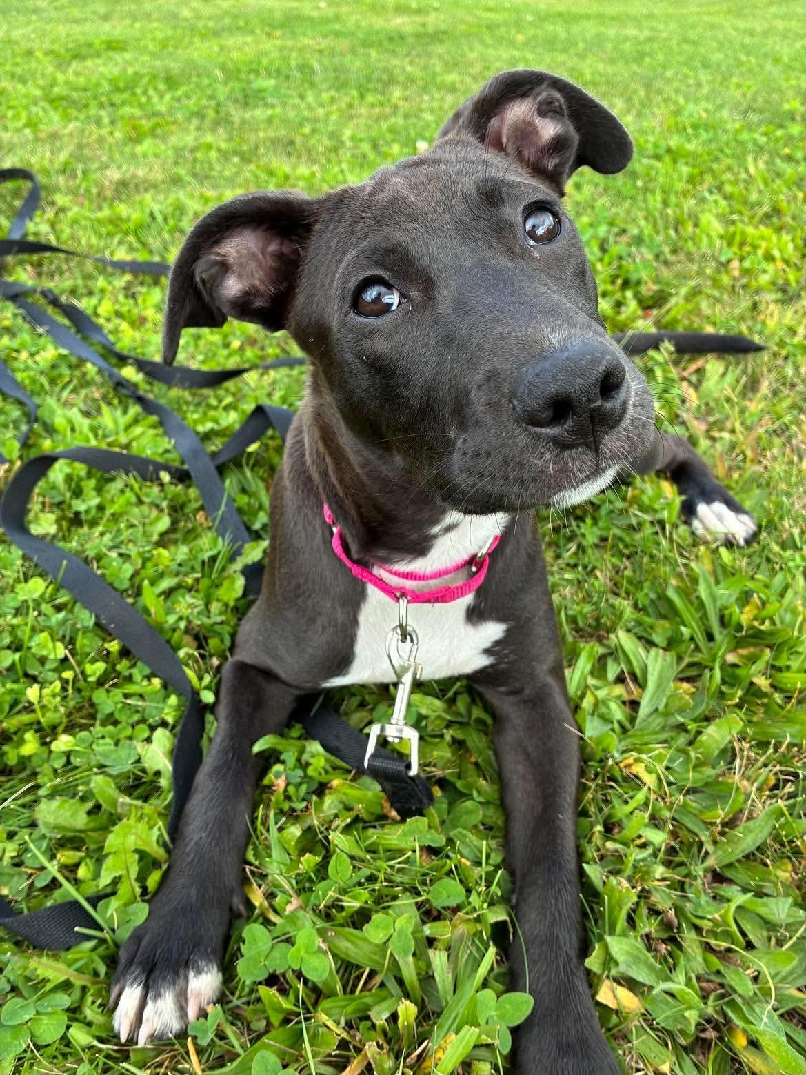 Laney, Adoptable, Puppy Female American Staffordshire Terrier.