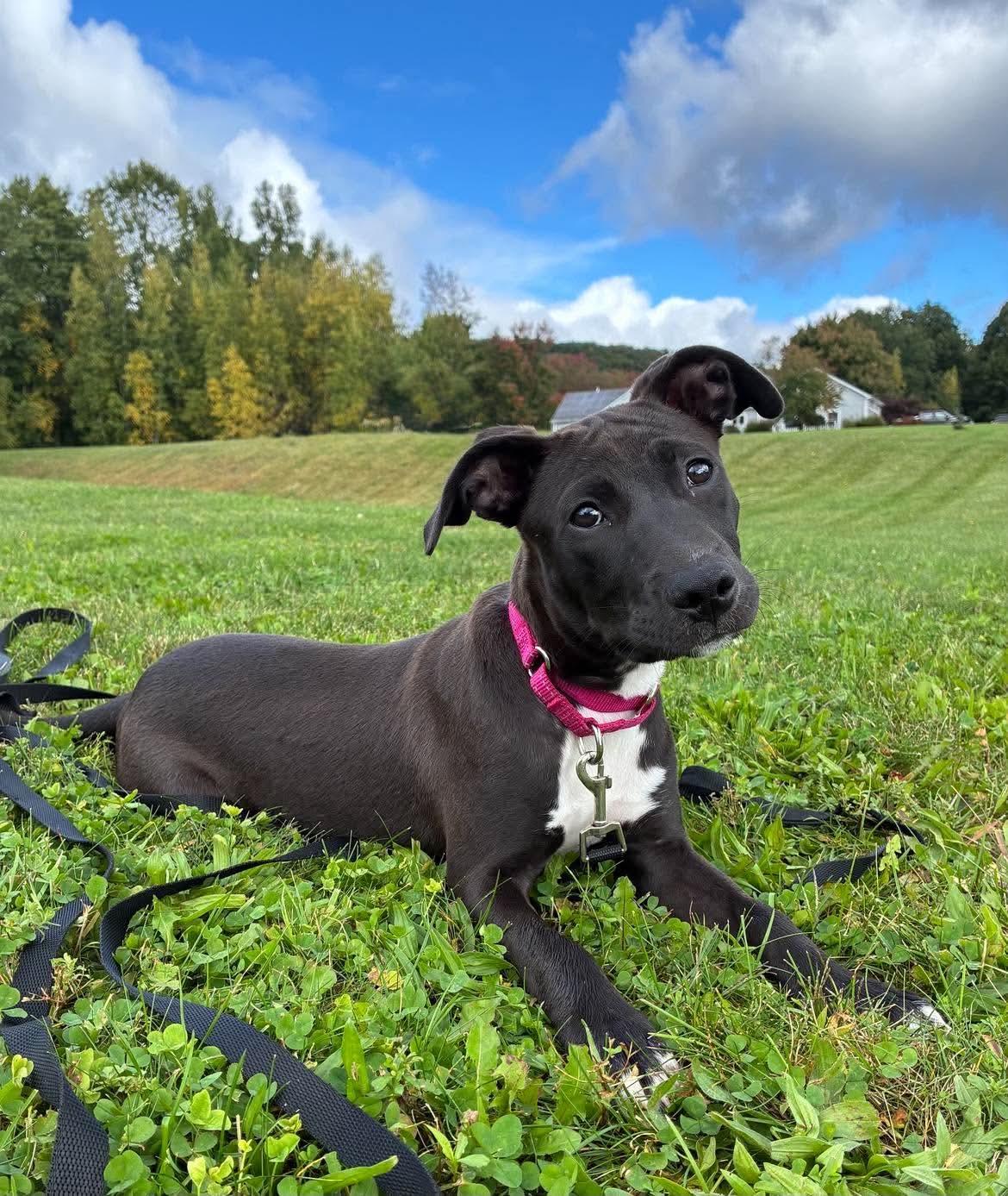 Enlarge Laney, a Adoptable mixed breed in Highland, NY image 3/3