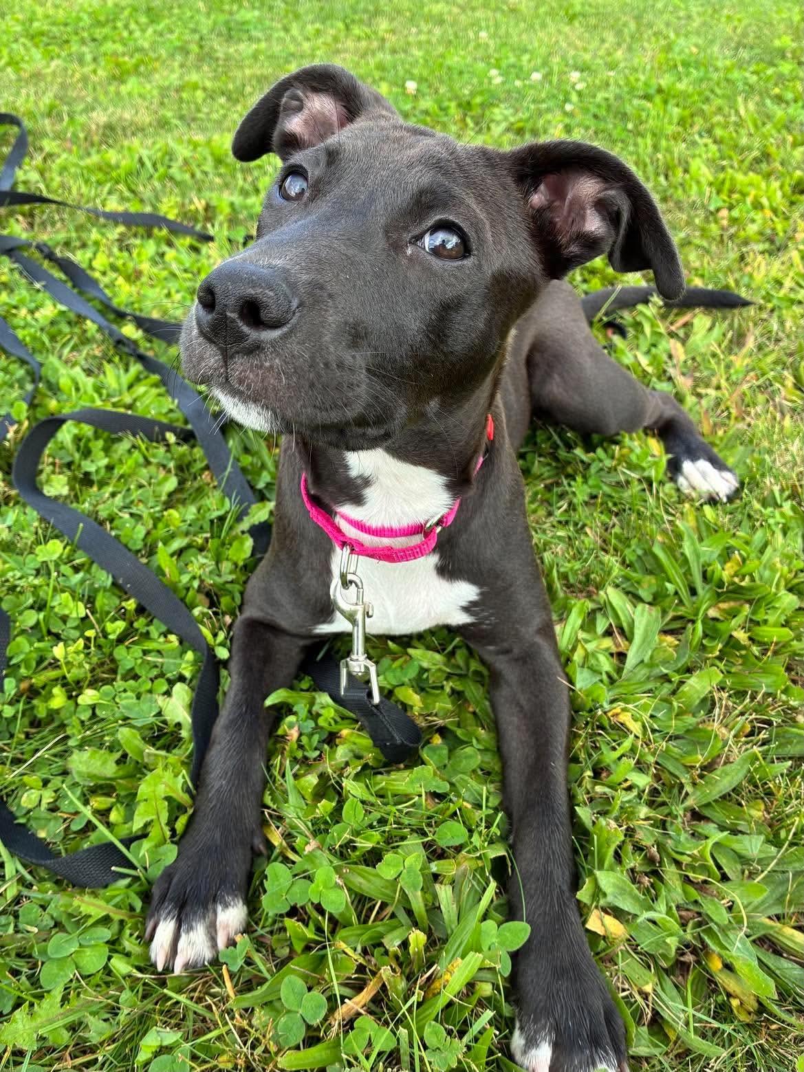 Enlarge Laney, a Adoptable mixed breed in Highland, NY image 2/3