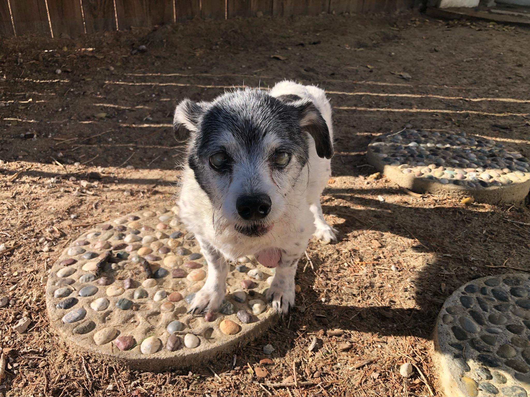 Oreo, a Adoptable mixed breed in Wingdale, NY image 1/2