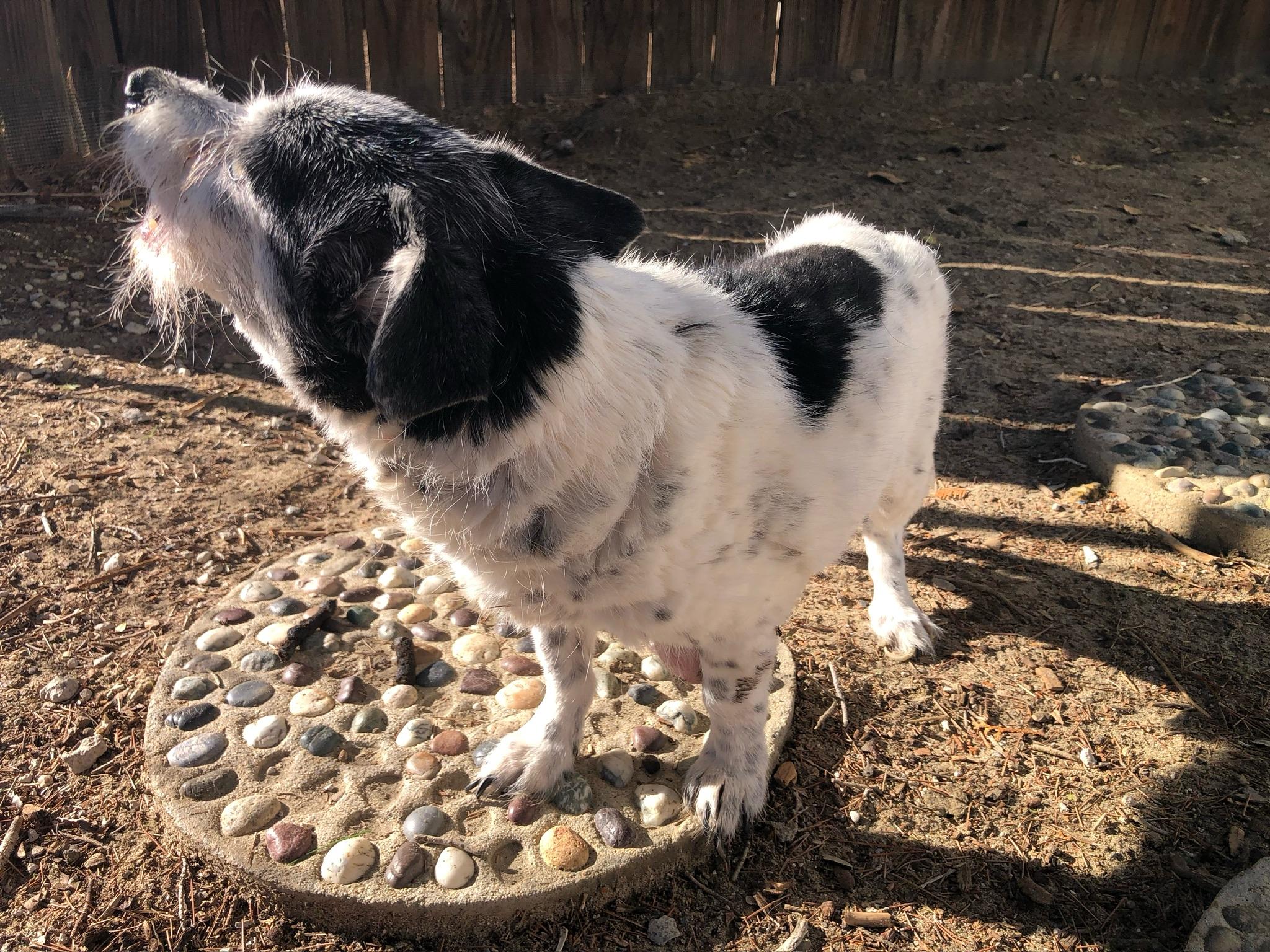 Oreo, a Adoptable mixed breed in Wingdale, NY image 2/2