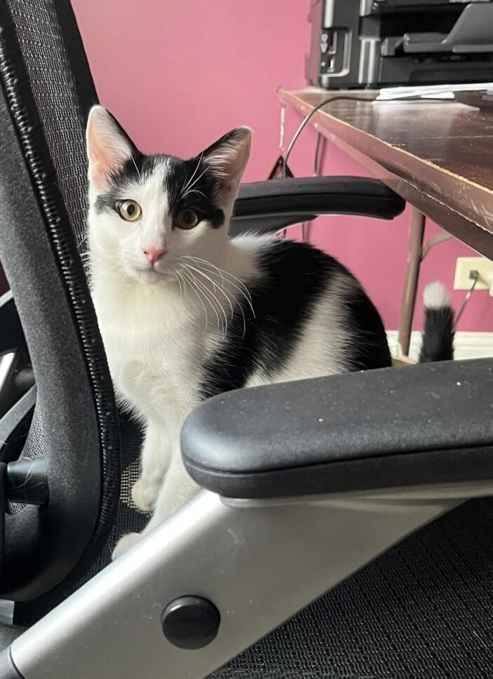 Enlarge BUBBLES, a ADOPTABLE Domestic Short Hair in Gurnee, IL image 2/3