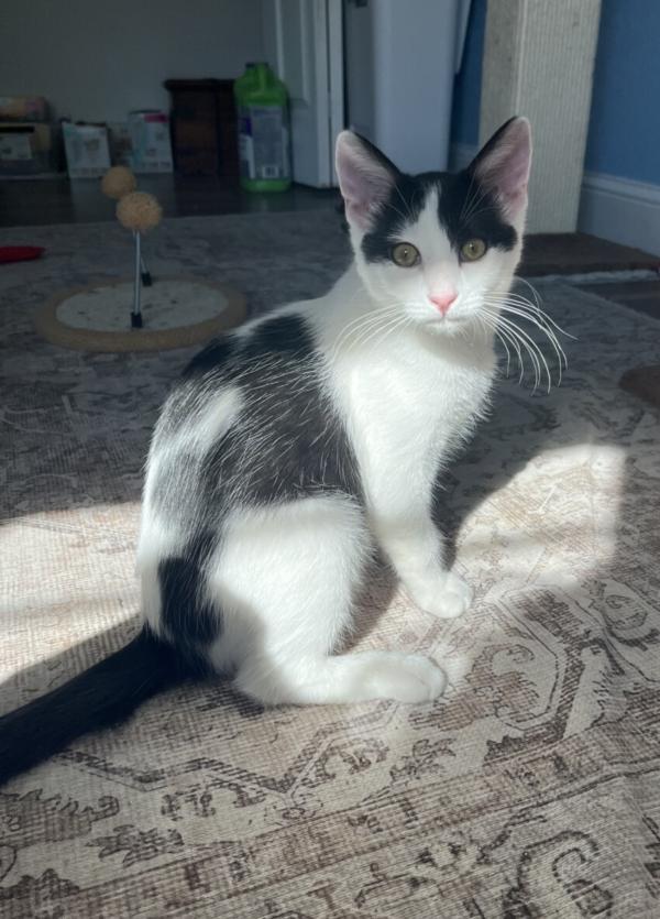 BUBBLES, ADOPTABLE, Kitten Male Domestic Short Hair.