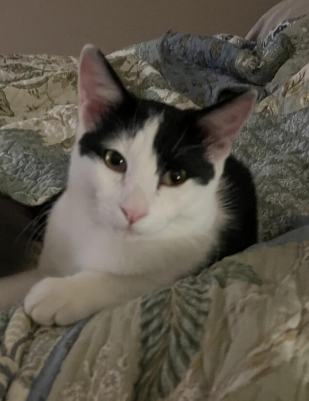 BUBBLES, Adoptable, Kitten Male Domestic Short Hair.