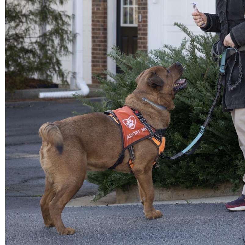 Enlarge Rusty, a Adoptable mixed breed in atlanta, GA image 3/5
