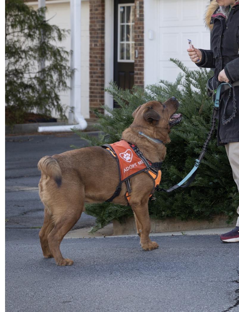 Enlarge Rusty, a ADOPTABLE mixed breed in atlanta, GA image 2/6