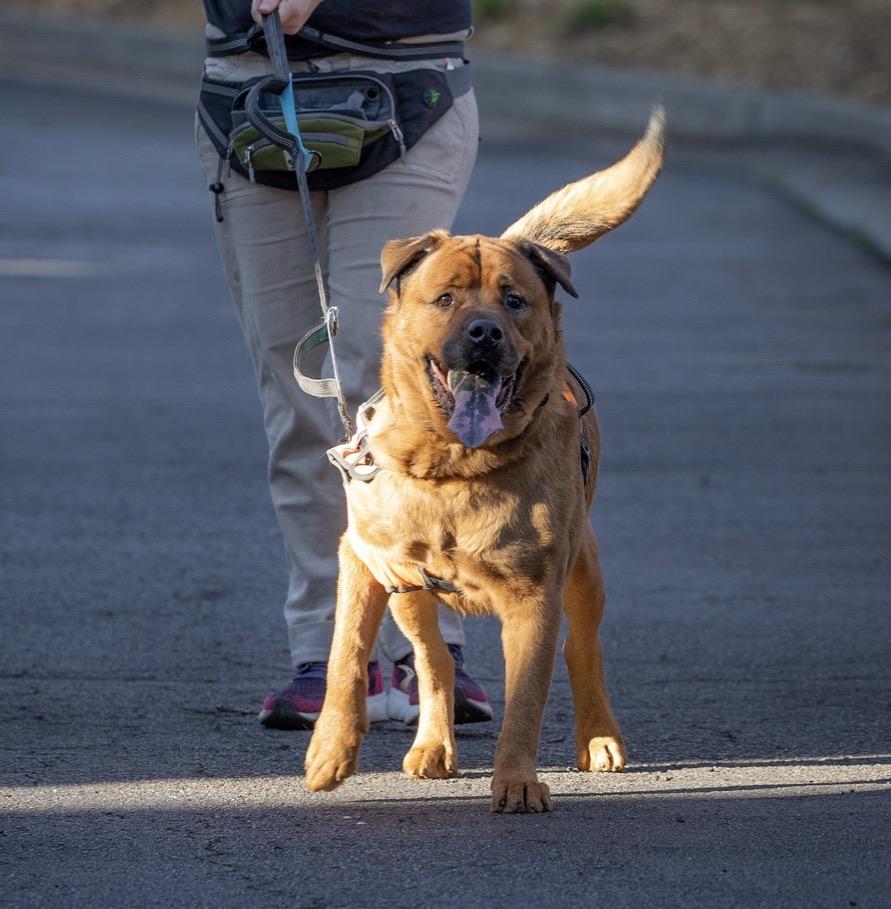 Enlarge Rusty, a ADOPTABLE mixed breed in atlanta, GA image 3/6