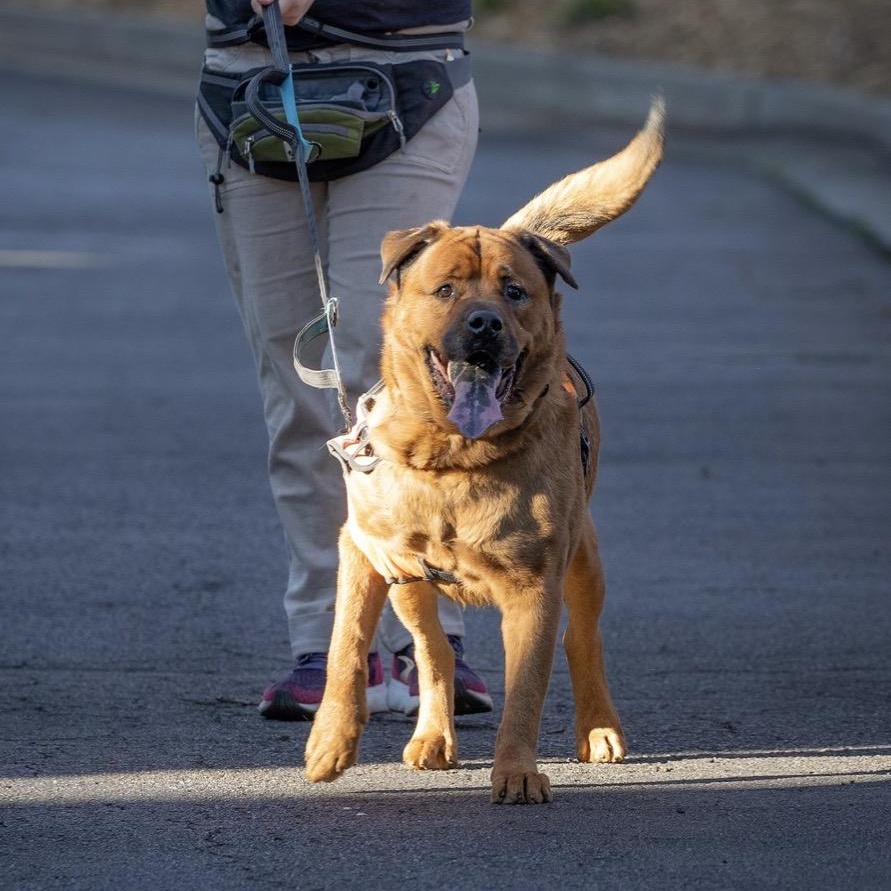 Enlarge Rusty, a Adoptable mixed breed in atlanta, GA image 4/5