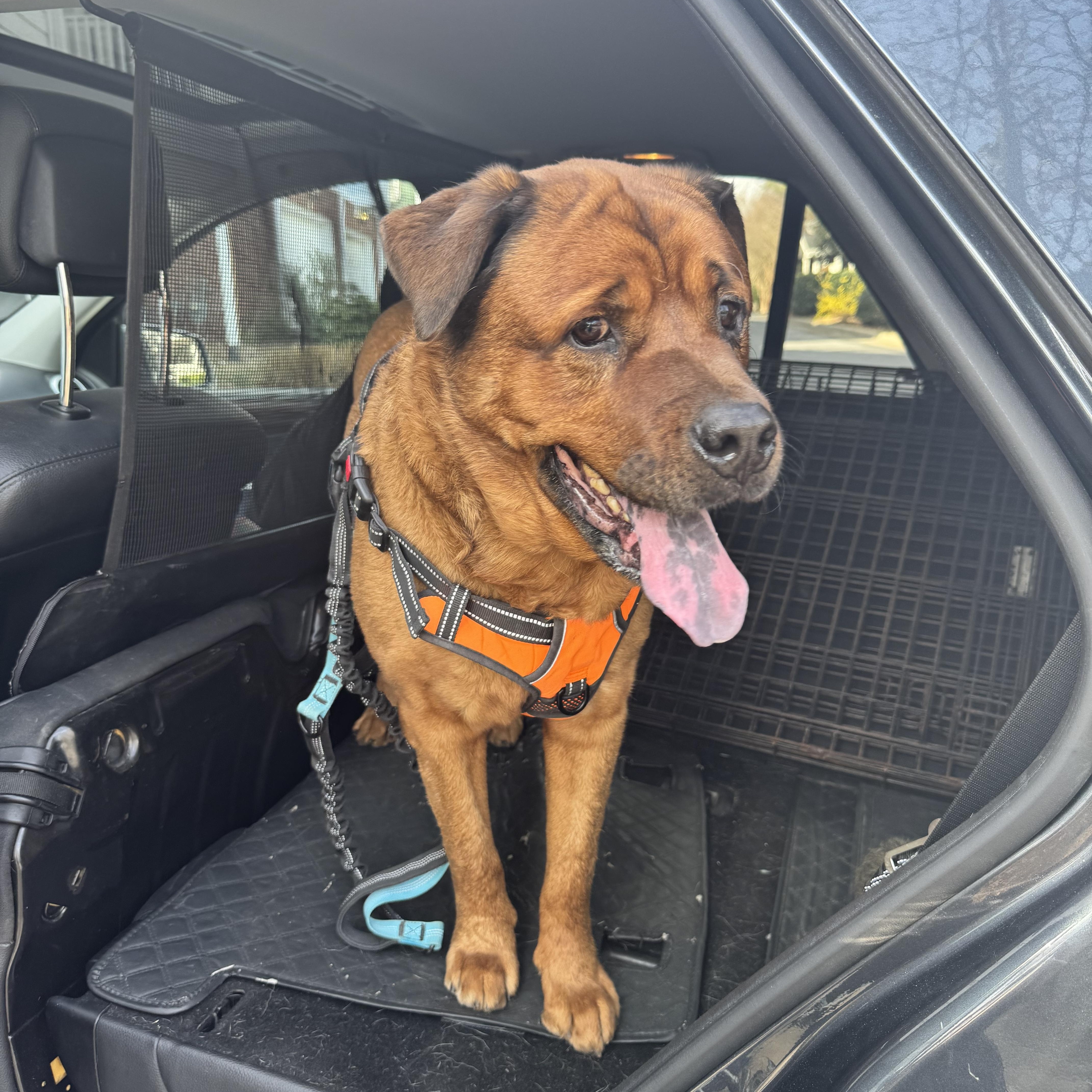 Enlarge Rusty, a ADOPTABLE mixed breed in atlanta, GA image 5/6