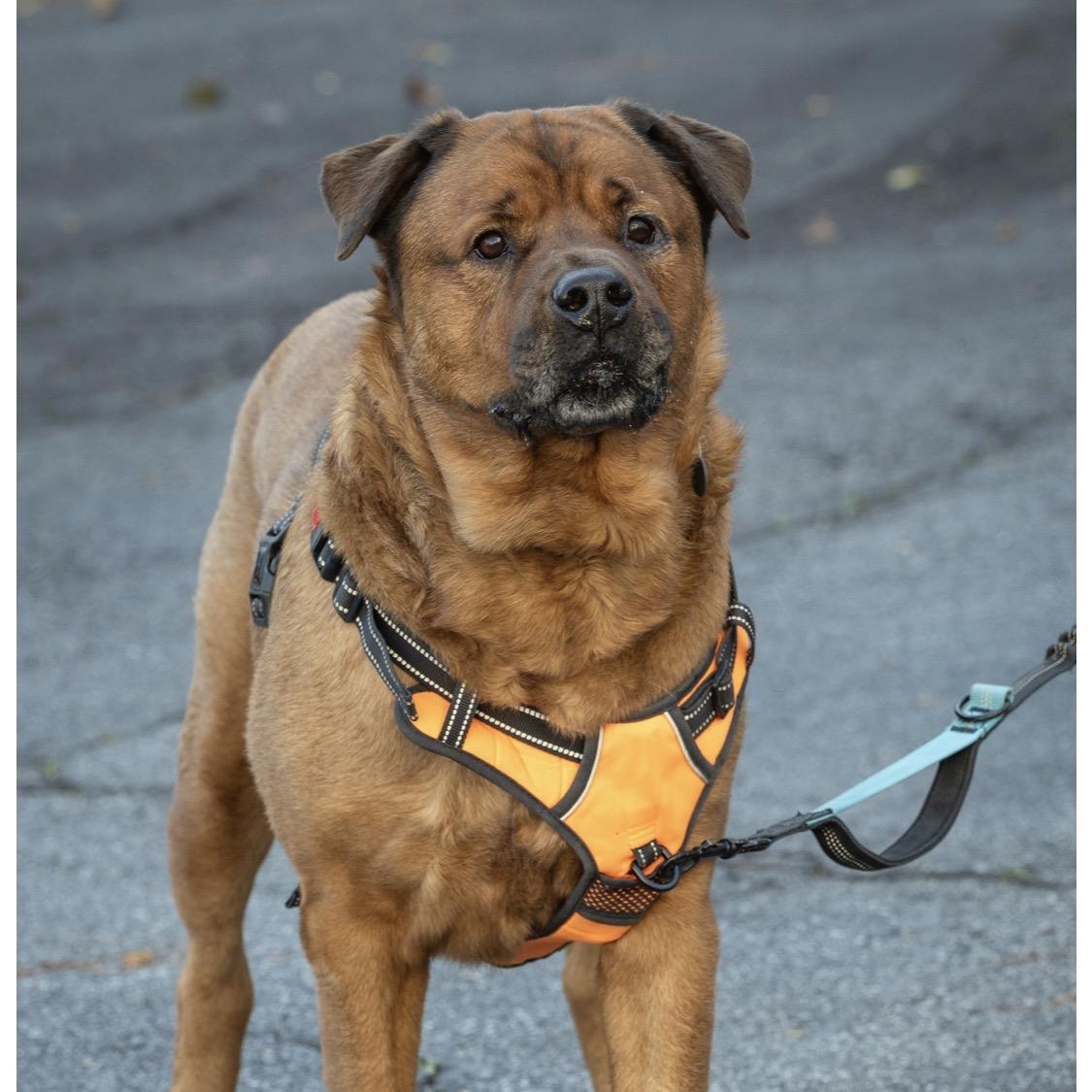 Enlarge Rusty, a Adoptable mixed breed in atlanta, GA image 2/5