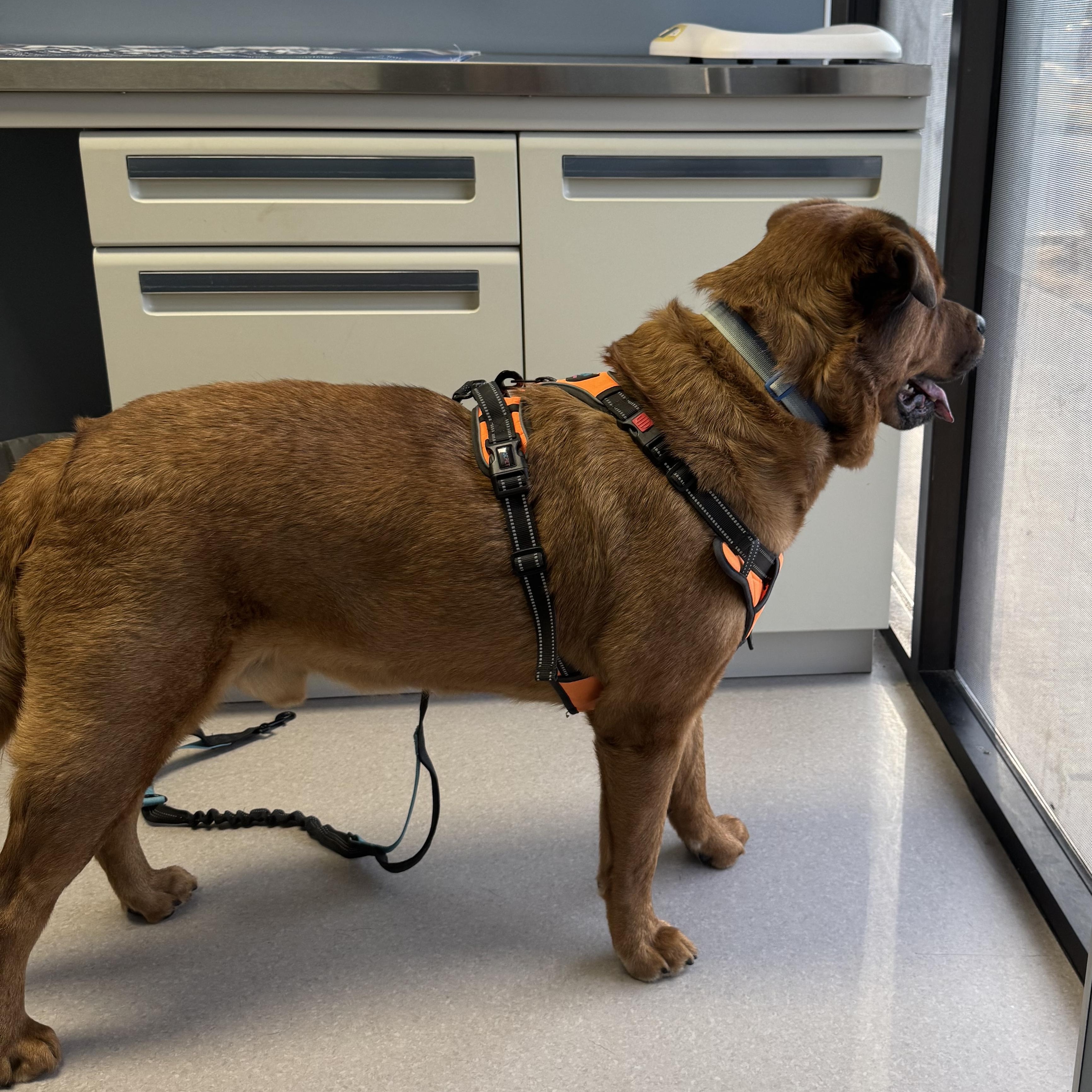 Enlarge Rusty, a ADOPTABLE mixed breed in atlanta, GA image 4/6