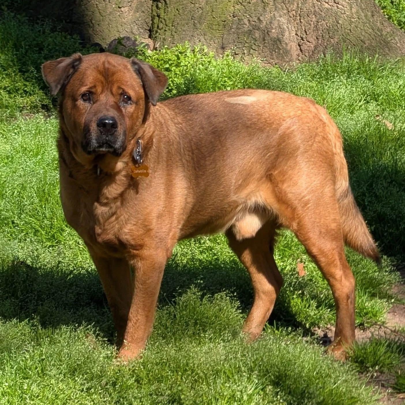 Rusty, ADOPTABLE, Adult Male Mixed Breed & Chow Chow.