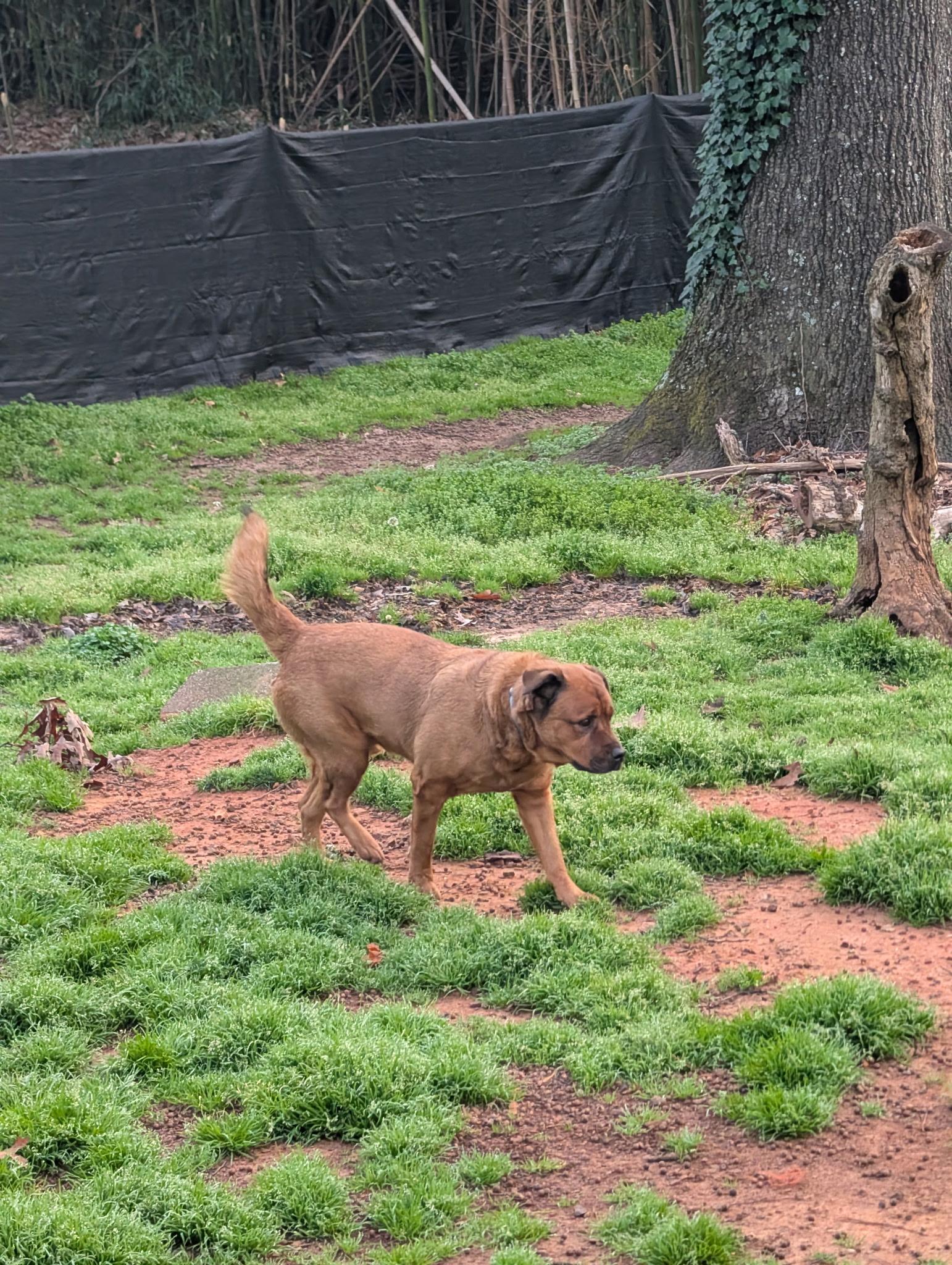 Enlarge Rusty, a ADOPTABLE mixed breed in atlanta, GA image 6/6
