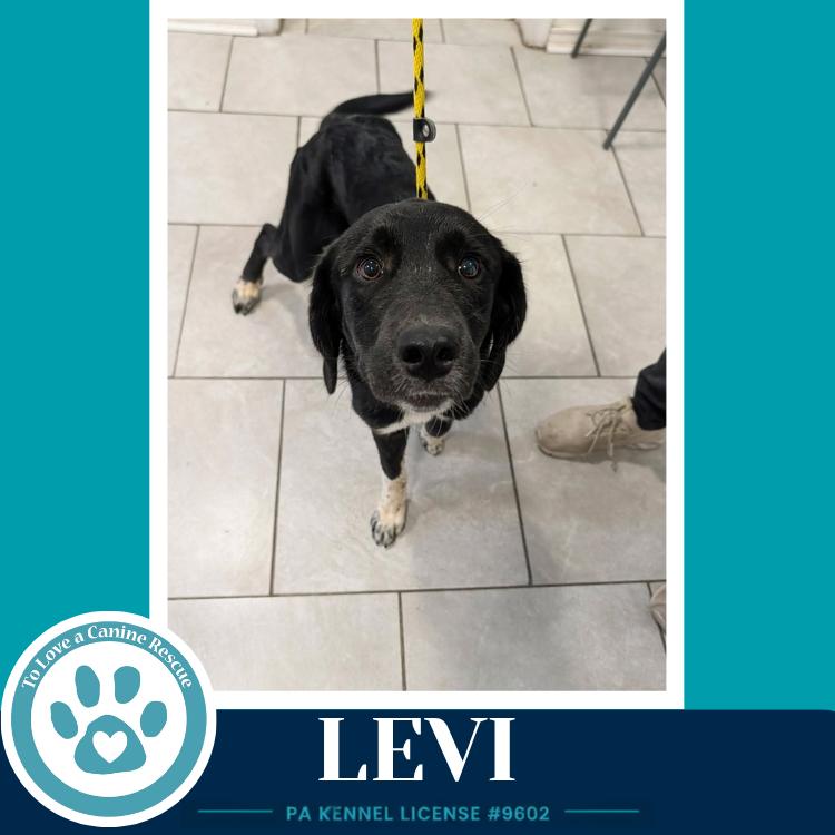 Levi (The L Train) 100326, Adoptable, Young Male Labrador Retriever.