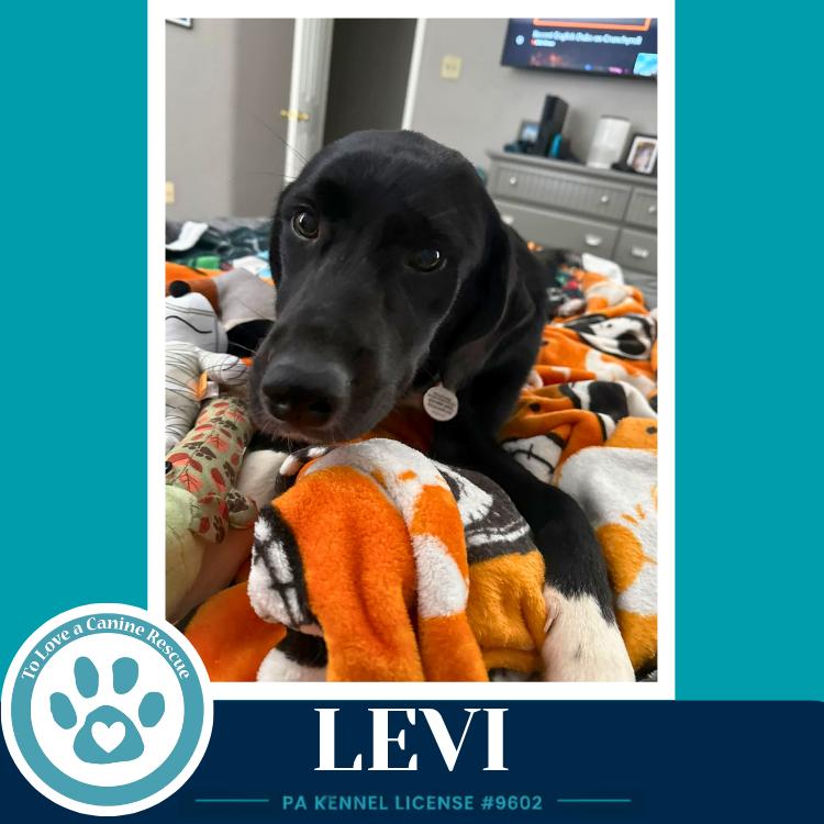Enlarge Levi (The L Train) 100326, a Adoptable mixed breed in Kimberton, PA image 2/2