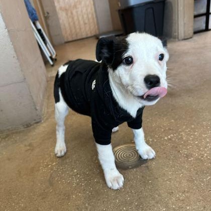 DARLIN', adopted, Puppy Female Mixed Breed.