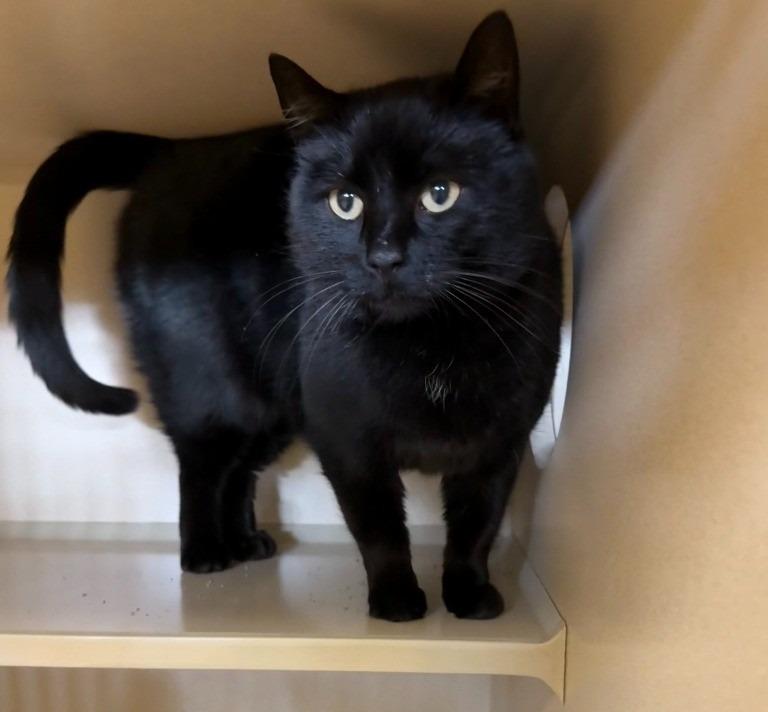 Blanco, Adoptable, Adult Female Domestic Short Hair.