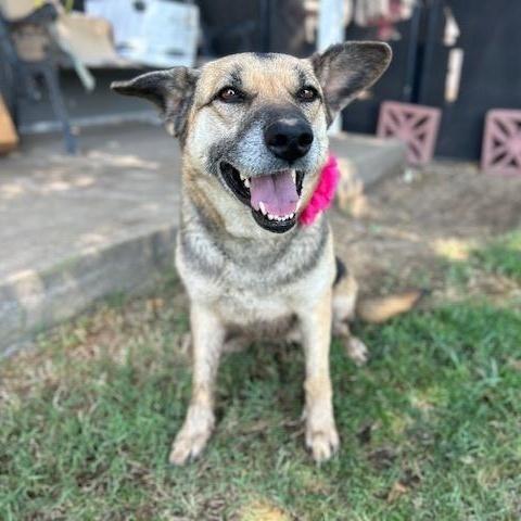 Mylie Cyrus, Adoptable, Adult Female German Shepherd Dog.
