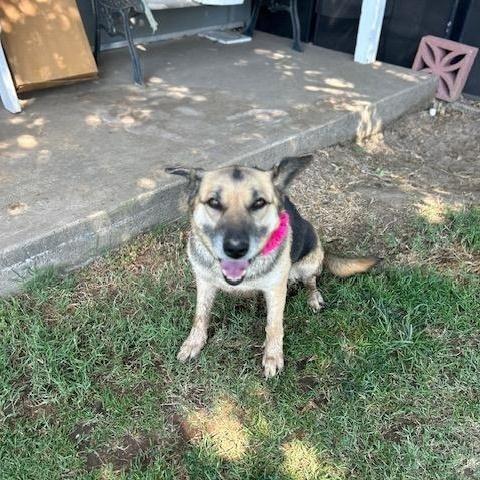 Mylie Cyrus, adopted, Adult Female German Shepherd Dog.