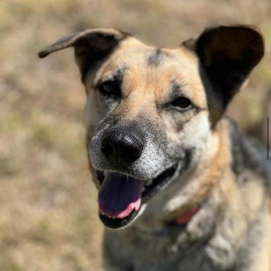 Mylie Cyrus, a Adoptable German Shepherd Dog in Wilton, CA image 3/3