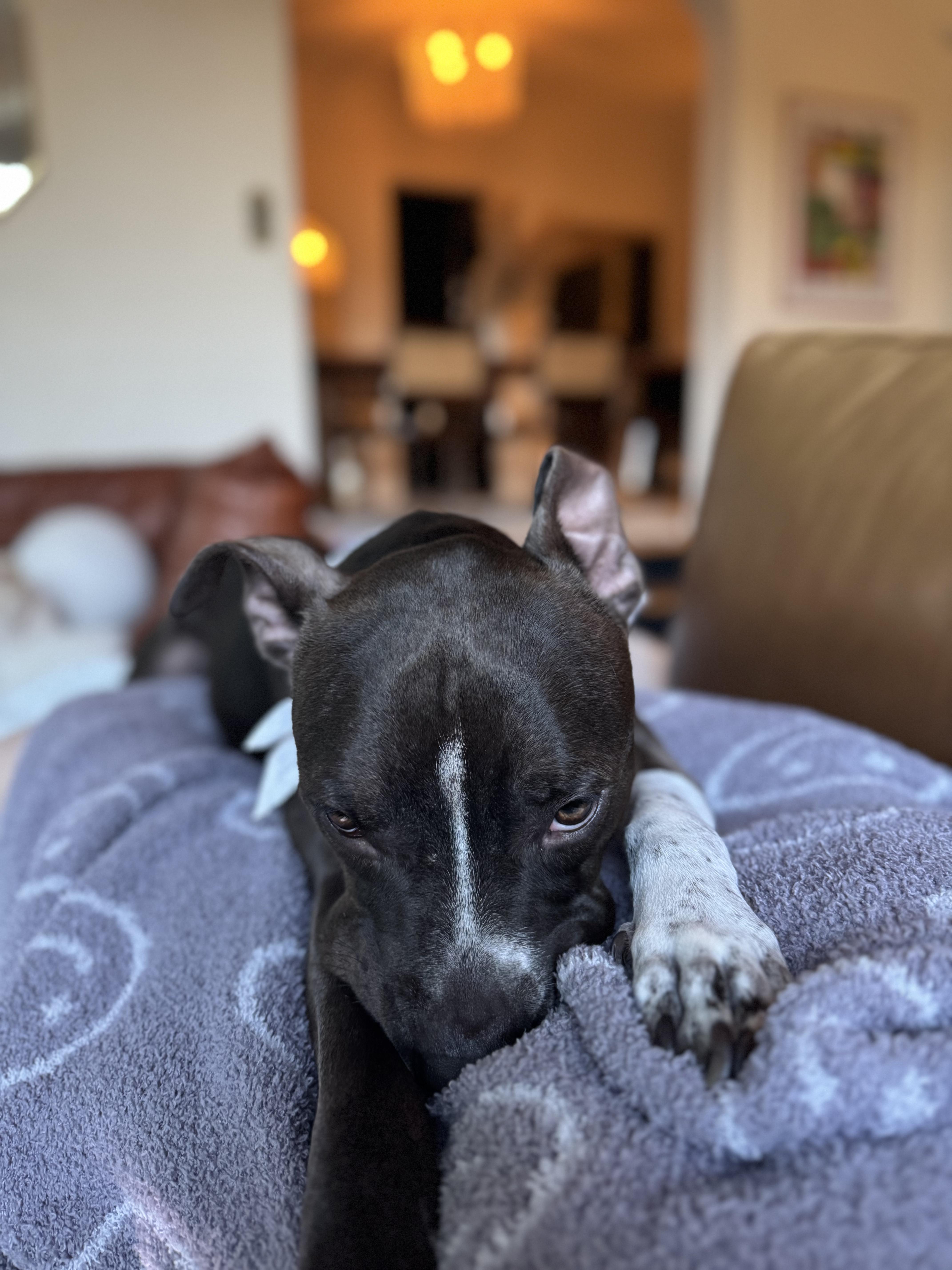 Enlarge Sirius aka Siri, a Adoptable mixed breed in Colorado Springs, CO image 4/6