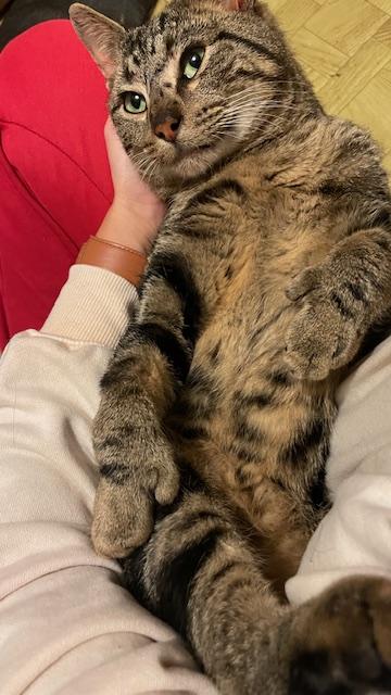 Enlarge Beetoeven, a ADOPTABLE Domestic Short Hair in Grand Rapids, MI image 3/6