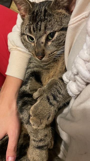 Enlarge Beetoeven, a ADOPTABLE Domestic Short Hair in Grand Rapids, MI image 6/6