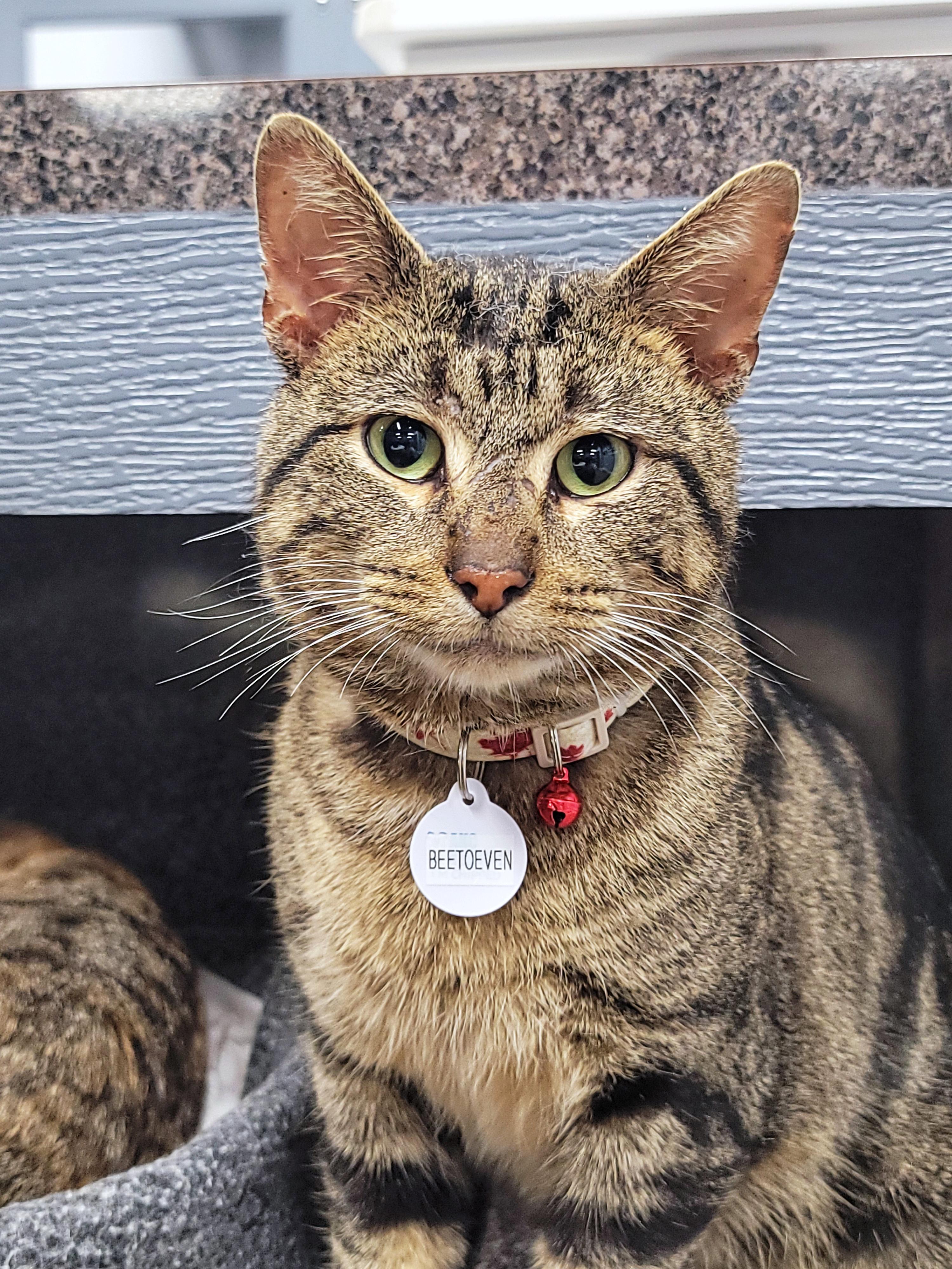 Beetoeven, ADOPTABLE, Adult Male Domestic Short Hair.