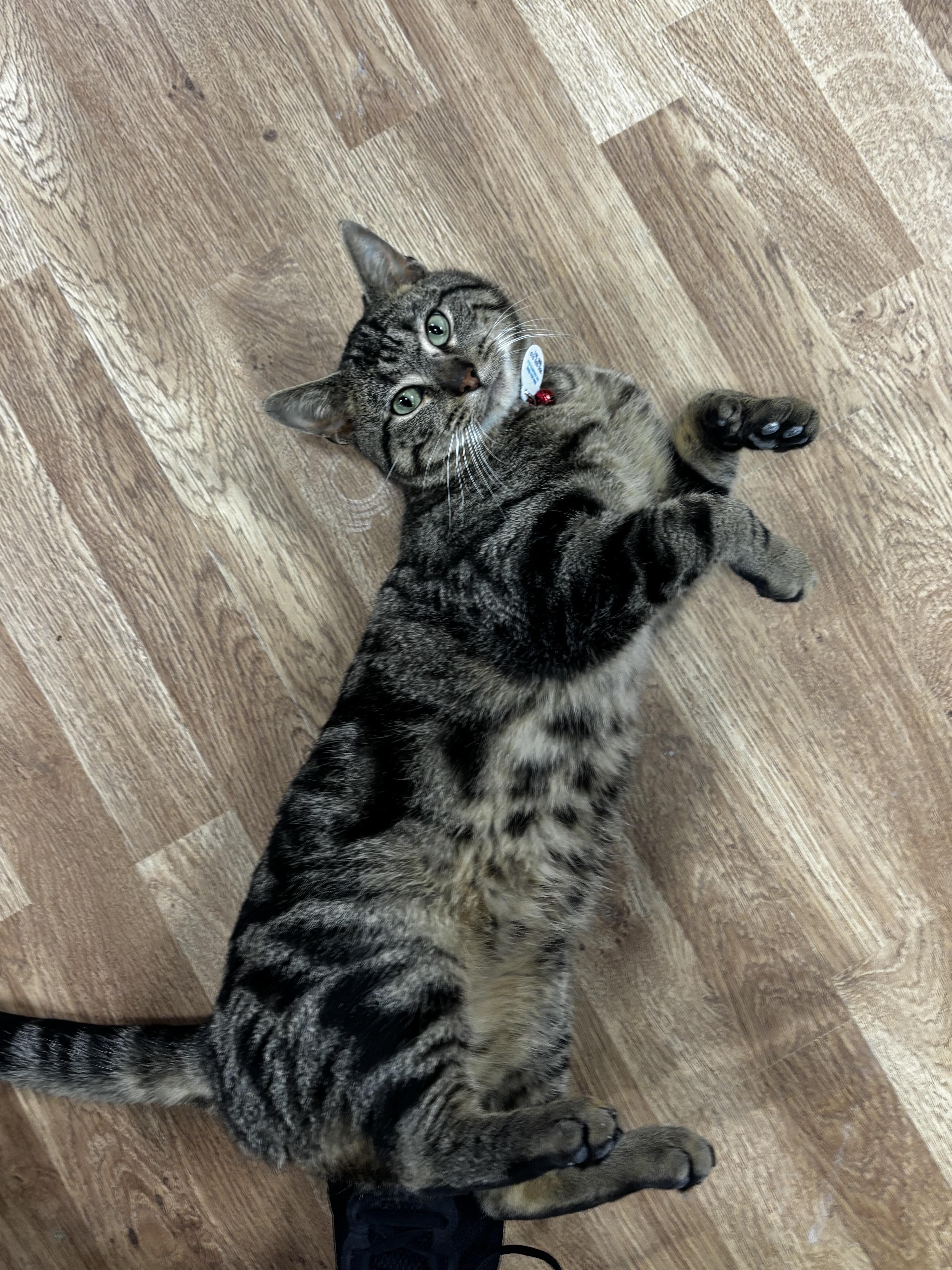 Enlarge Beetoeven, a ADOPTABLE Domestic Short Hair in Grand Rapids, MI image 2/6