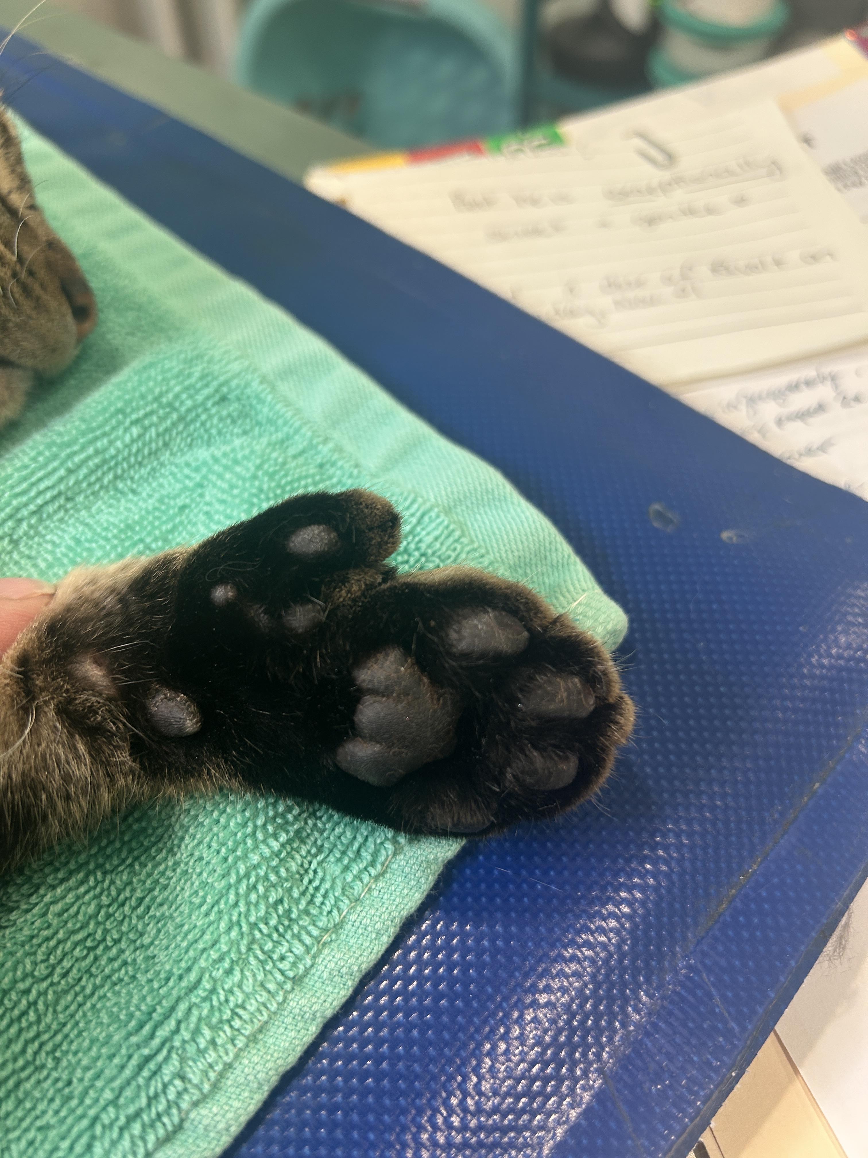 Enlarge Beetoeven, a ADOPTABLE Domestic Short Hair in Grand Rapids, MI image 5/6