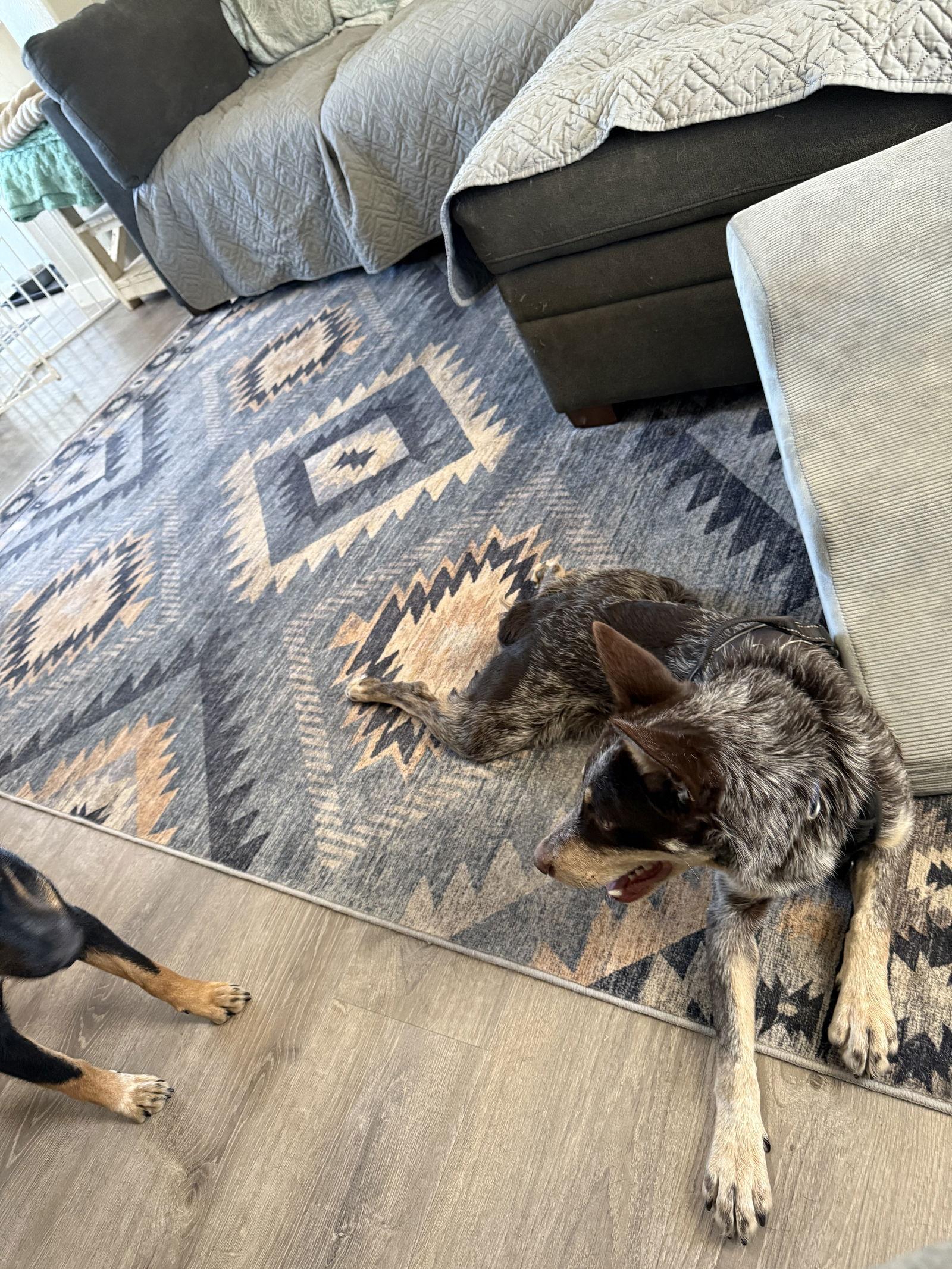 Cinch, a Adoptable mixed breed in Polson, MT image 2/2