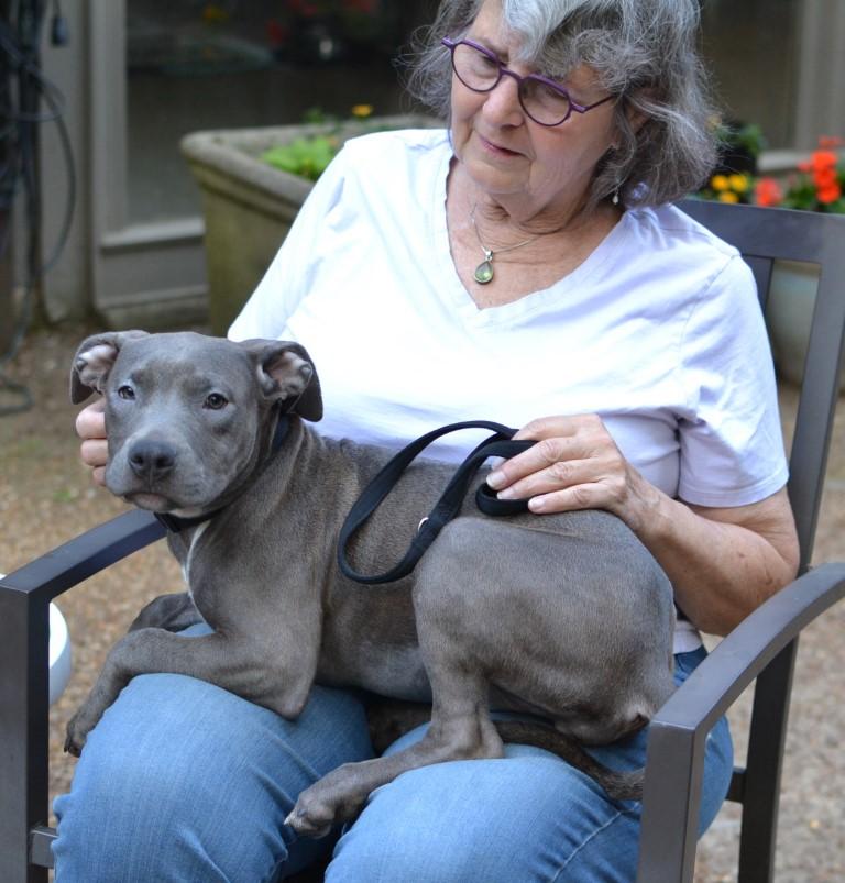 Enlarge Misty, an adopted mixed breed in White Plains, NY image 4/5