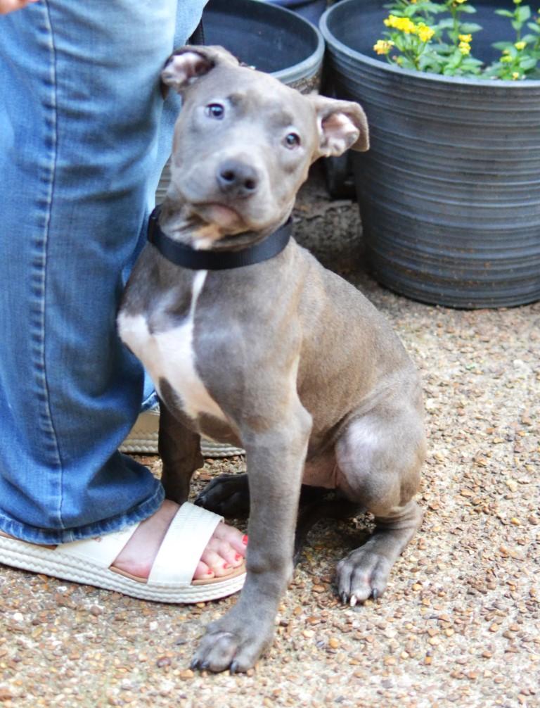Misty, adopted, Puppy Female Pit Bull Terrier.
