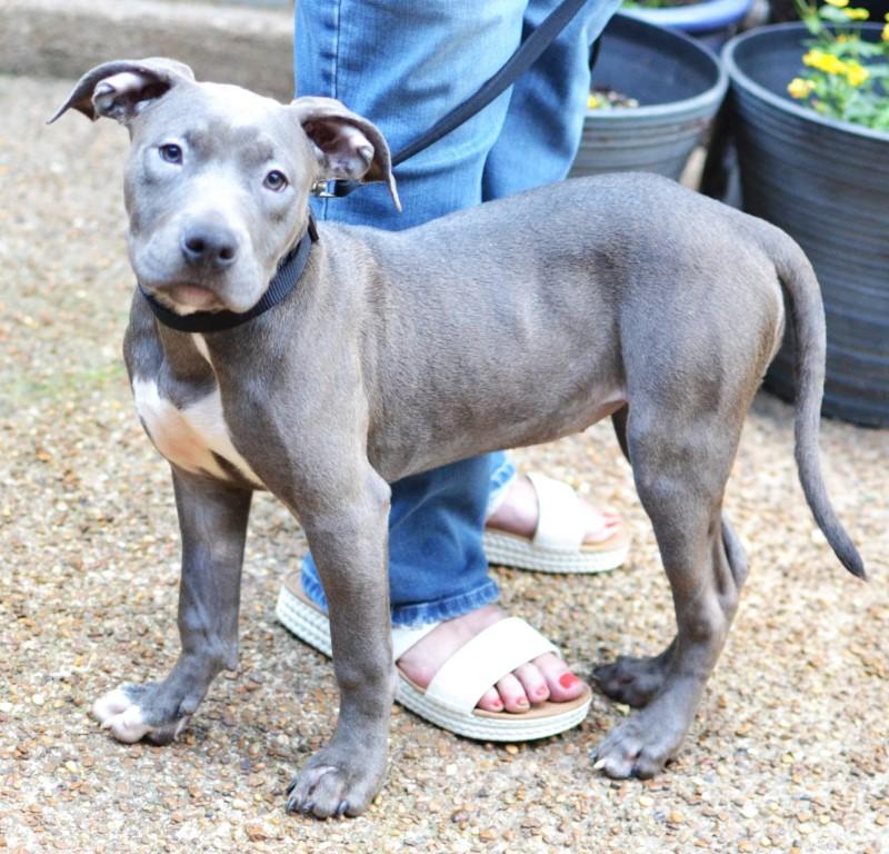 Enlarge Misty, an adopted mixed breed in White Plains, NY image 2/5