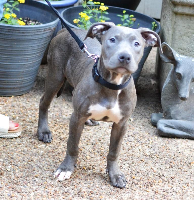 Enlarge Misty, an adopted mixed breed in White Plains, NY image 3/5