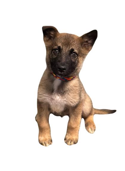 Enlarge JC, an adopted mixed breed in Red Bluff, CA image 1/1