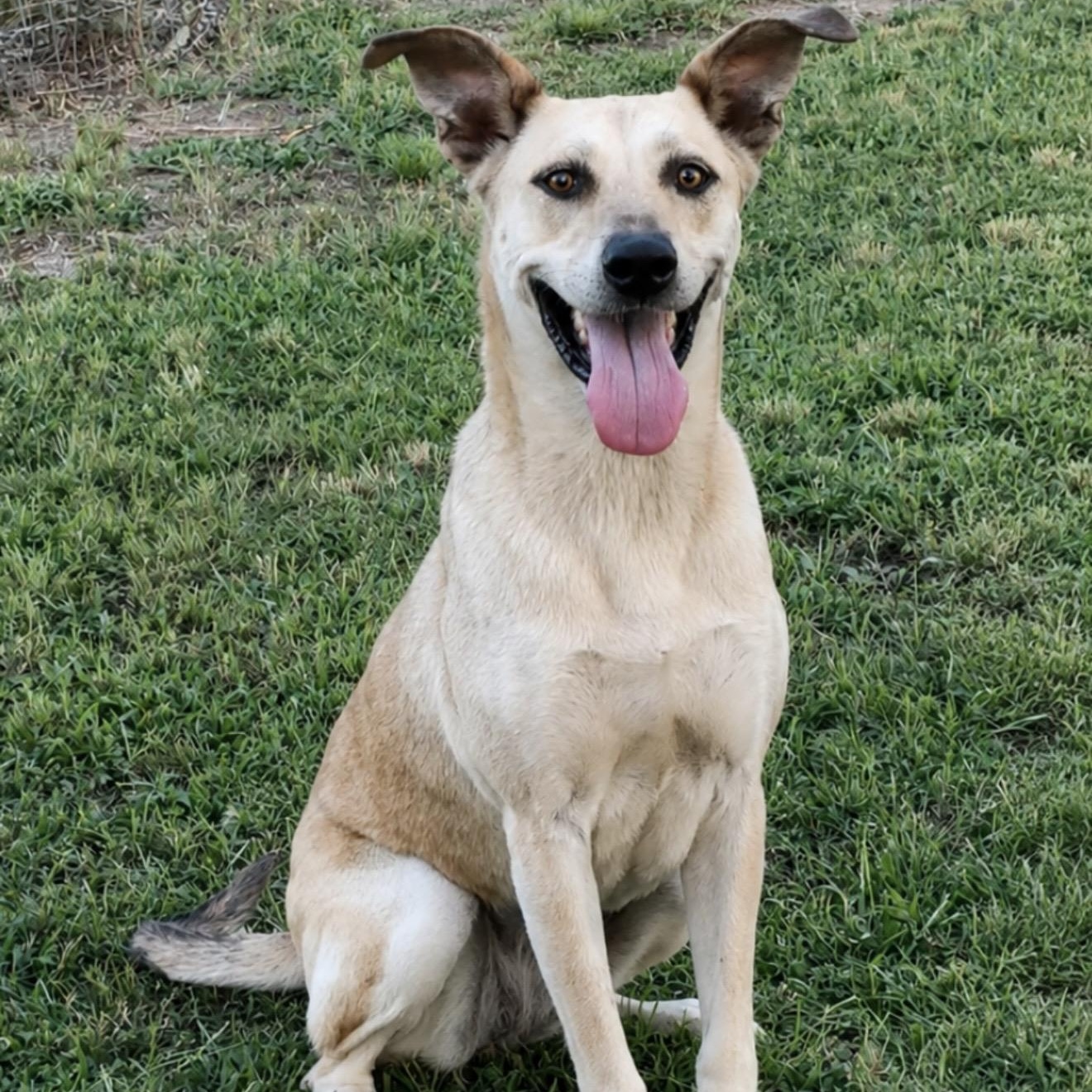 Cocoa, a ADOPTABLE mixed breed in Pelham, NH image 3/6