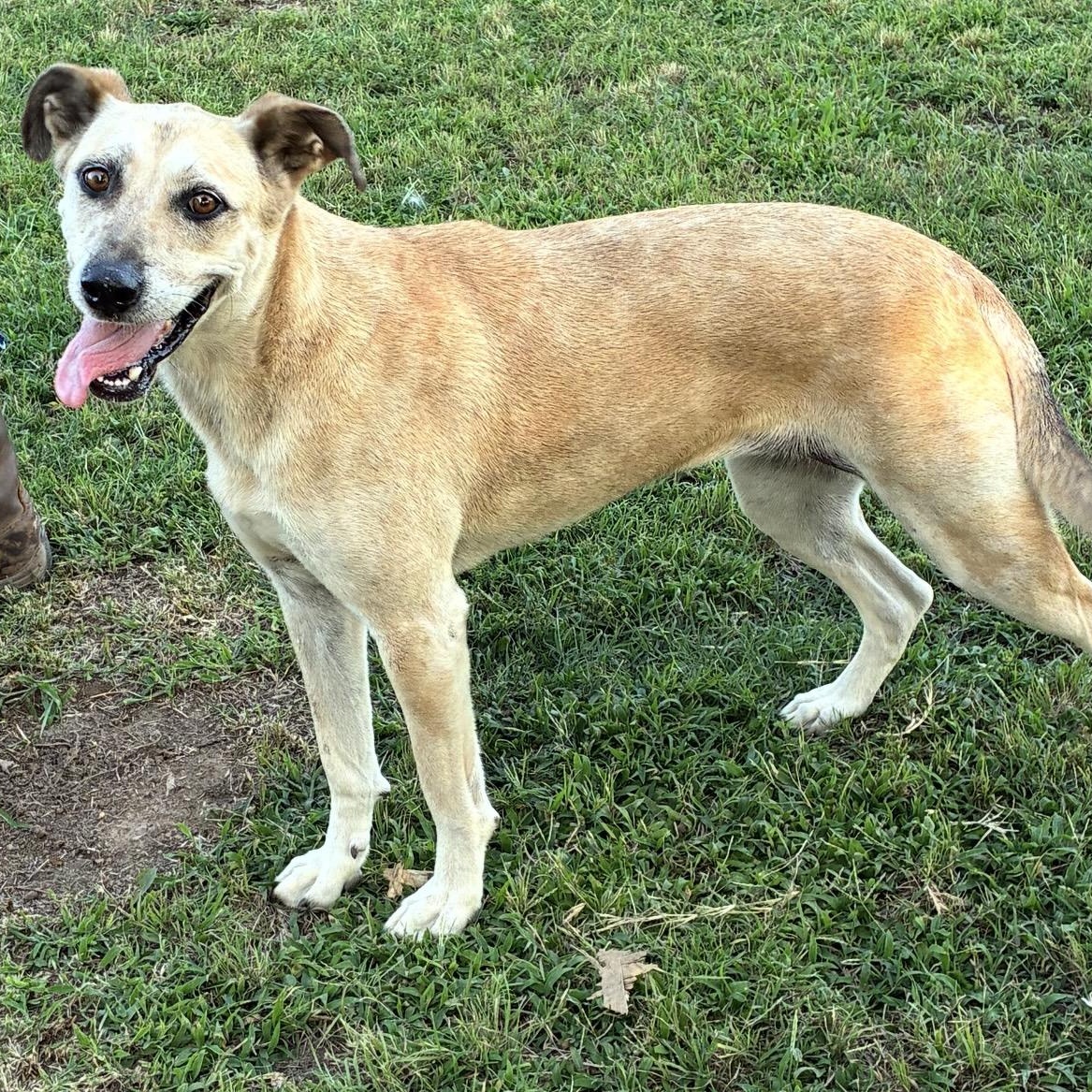Cocoa, a ADOPTABLE mixed breed in Pelham, NH image 1/6