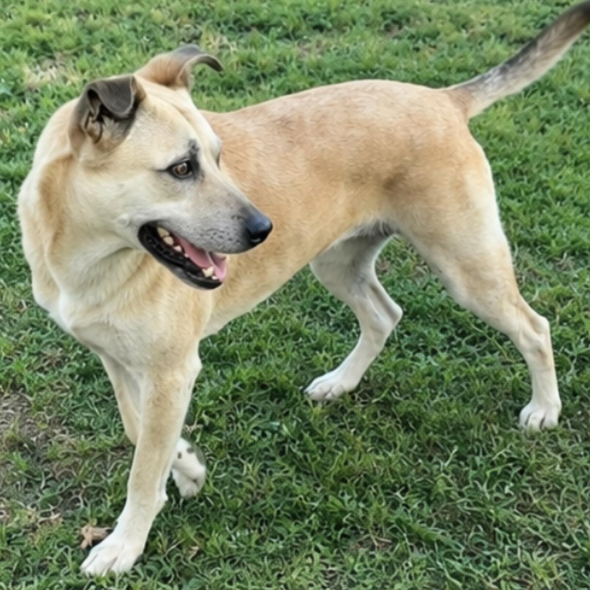 Cocoa, a ADOPTABLE mixed breed in Pelham, NH image 2/6
