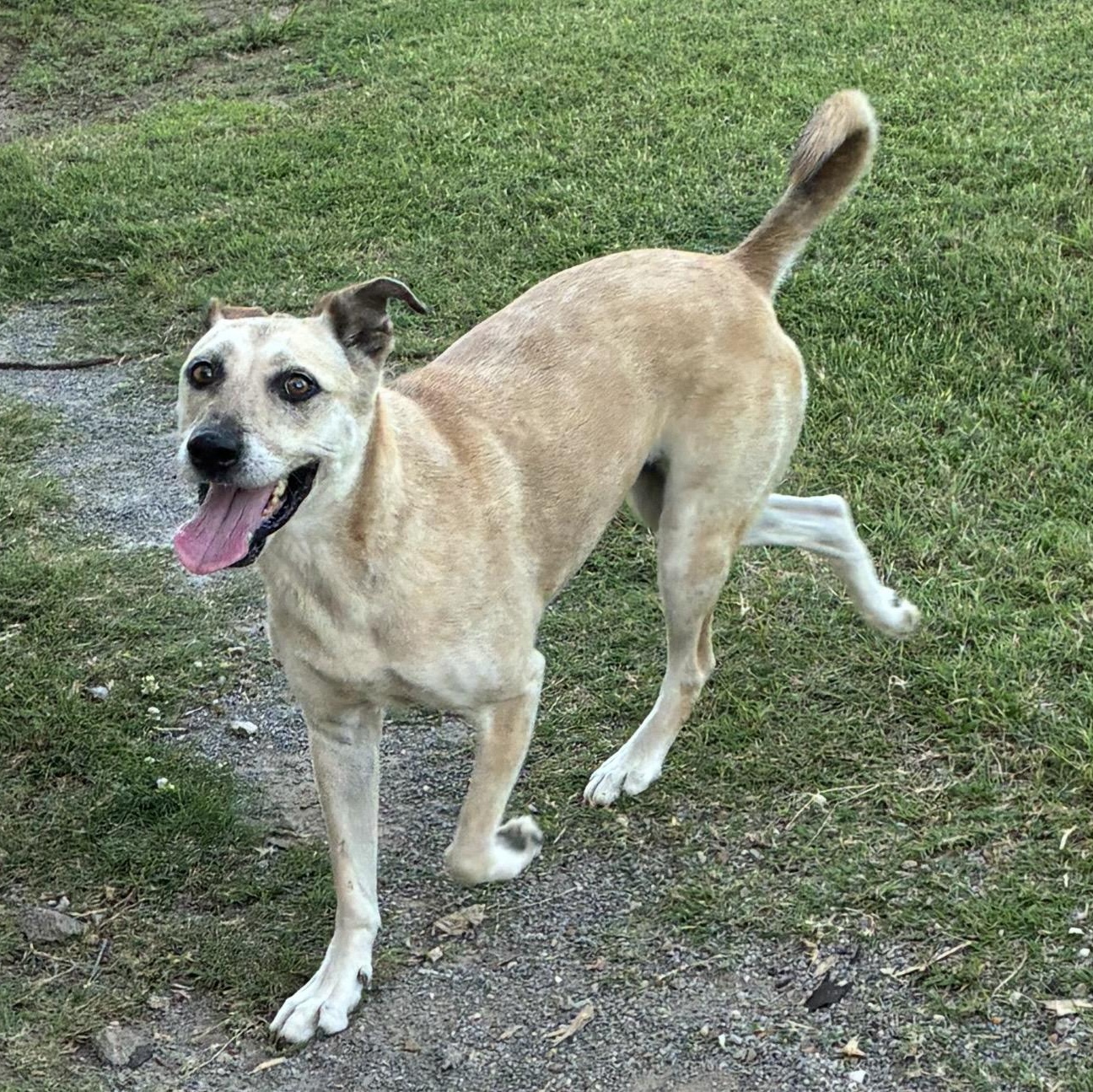 Cocoa, a ADOPTABLE mixed breed in Pelham, NH image 4/6