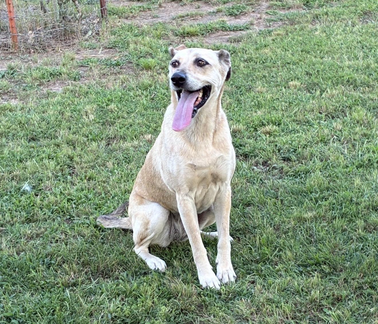 Cocoa, a ADOPTABLE mixed breed in Pelham, NH image 6/6