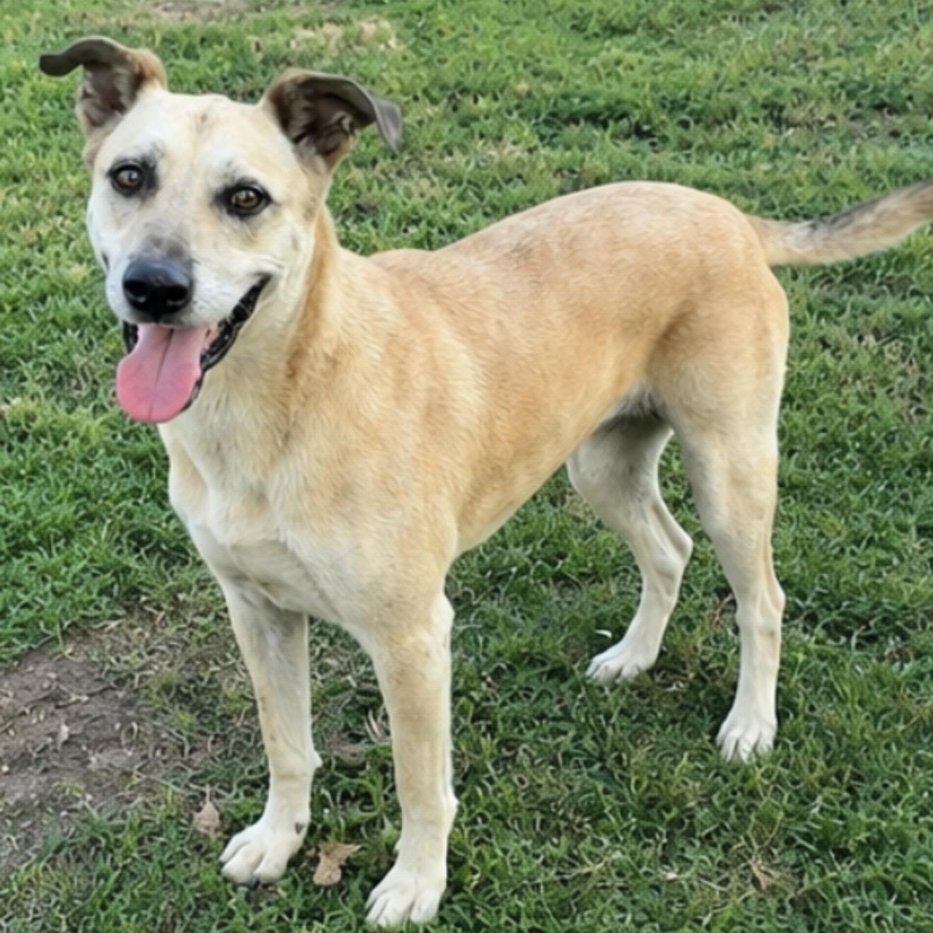 Cocoa, a ADOPTABLE mixed breed in Pelham, NH image 5/6