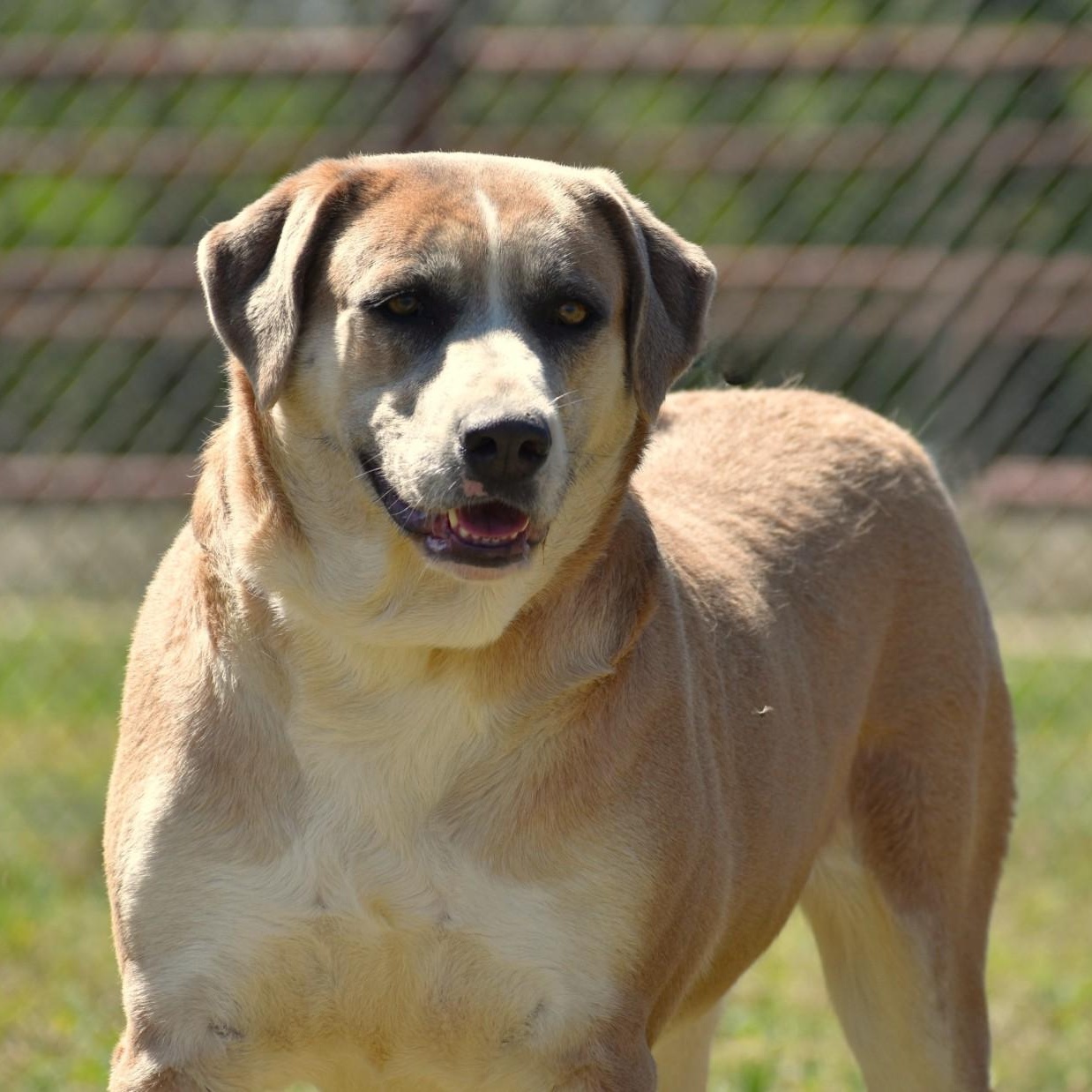 Harlow, Adoptable, Adult Female Rhodesian Ridgeback & Labrador Retriever.