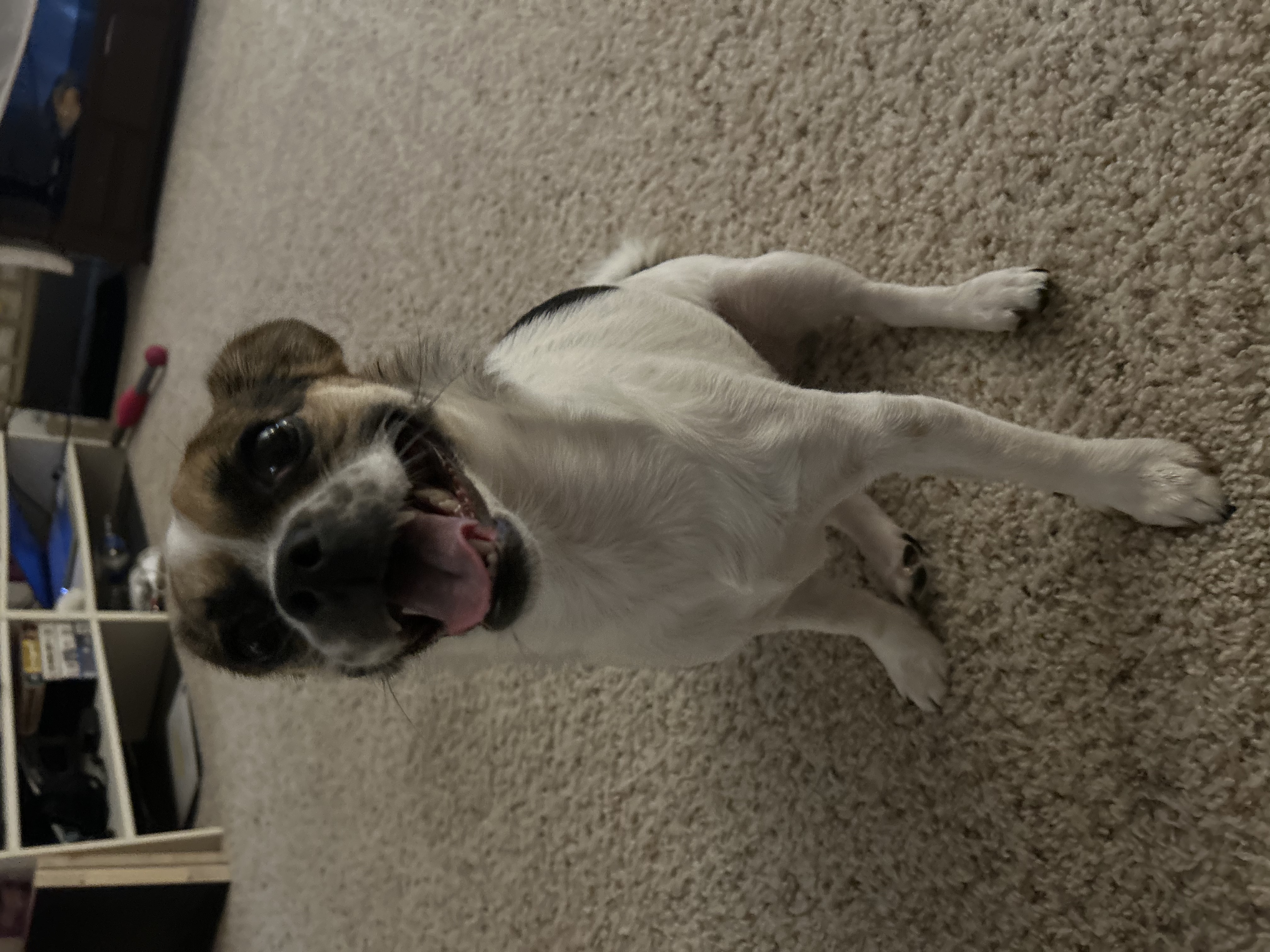 Nina, Adoptable, Young Female Jack Russell Terrier.