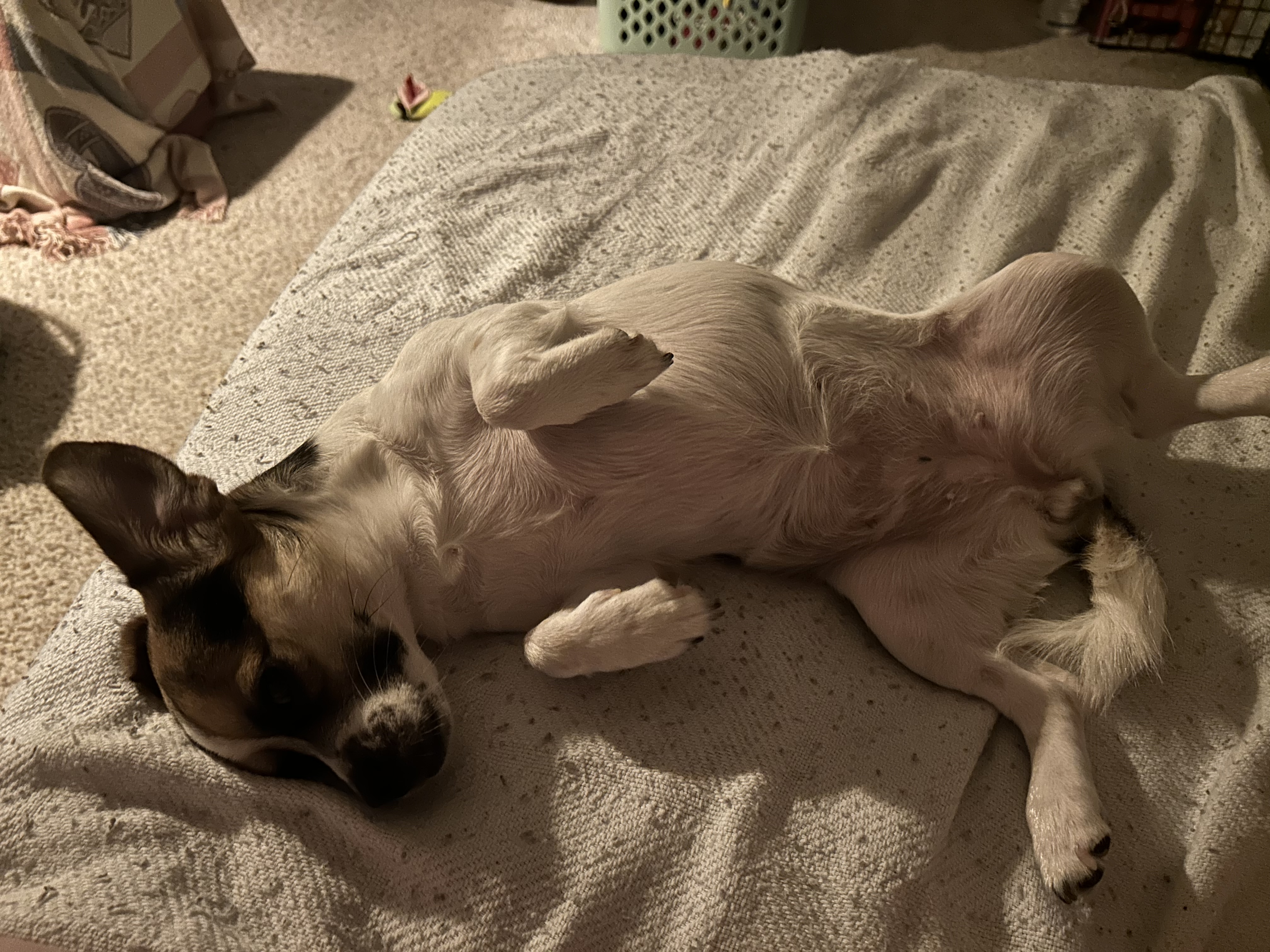 Enlarge Nina, a Adoptable mixed breed in Conshohocken, PA image 2/3