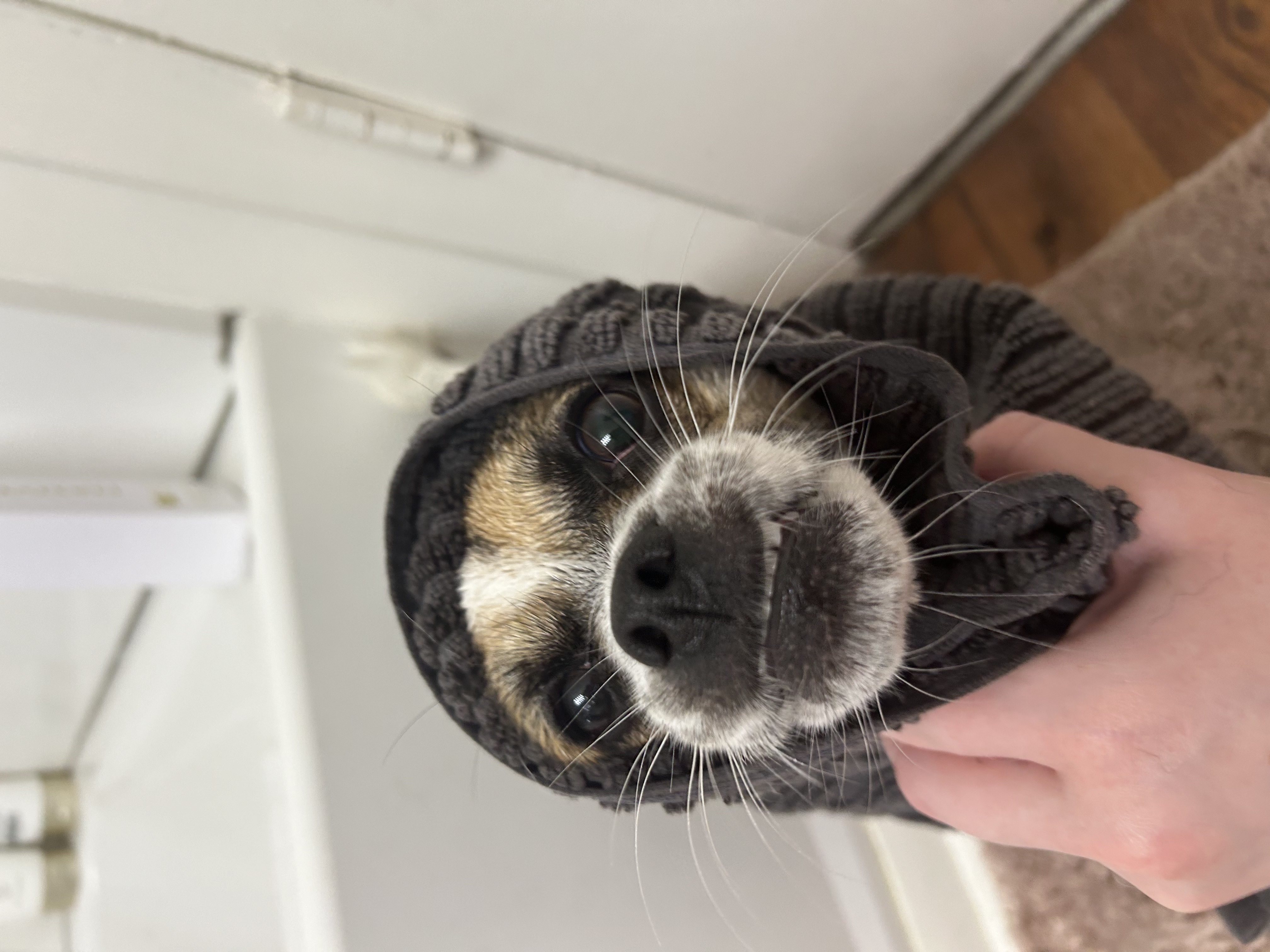 Enlarge Nina, a Adoptable mixed breed in Conshohocken, PA image 3/3