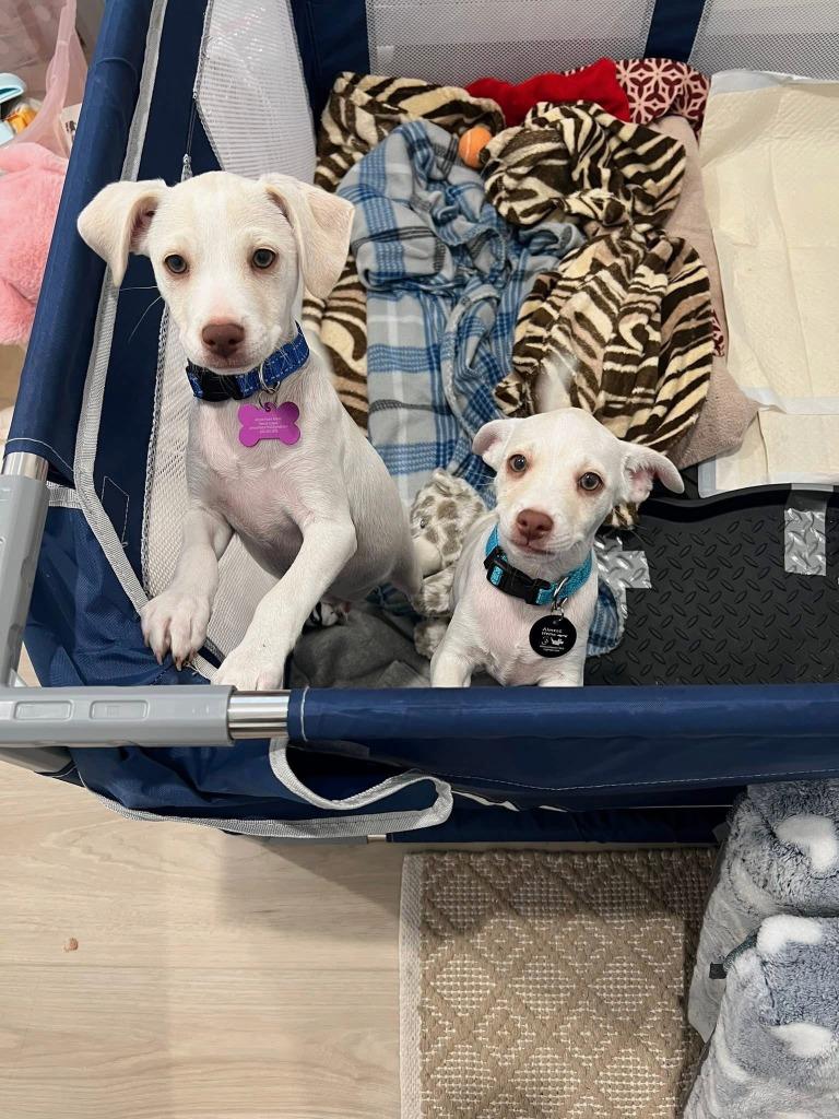 Roman, Adoptable, Puppy Male Maltese & Chihuahua.