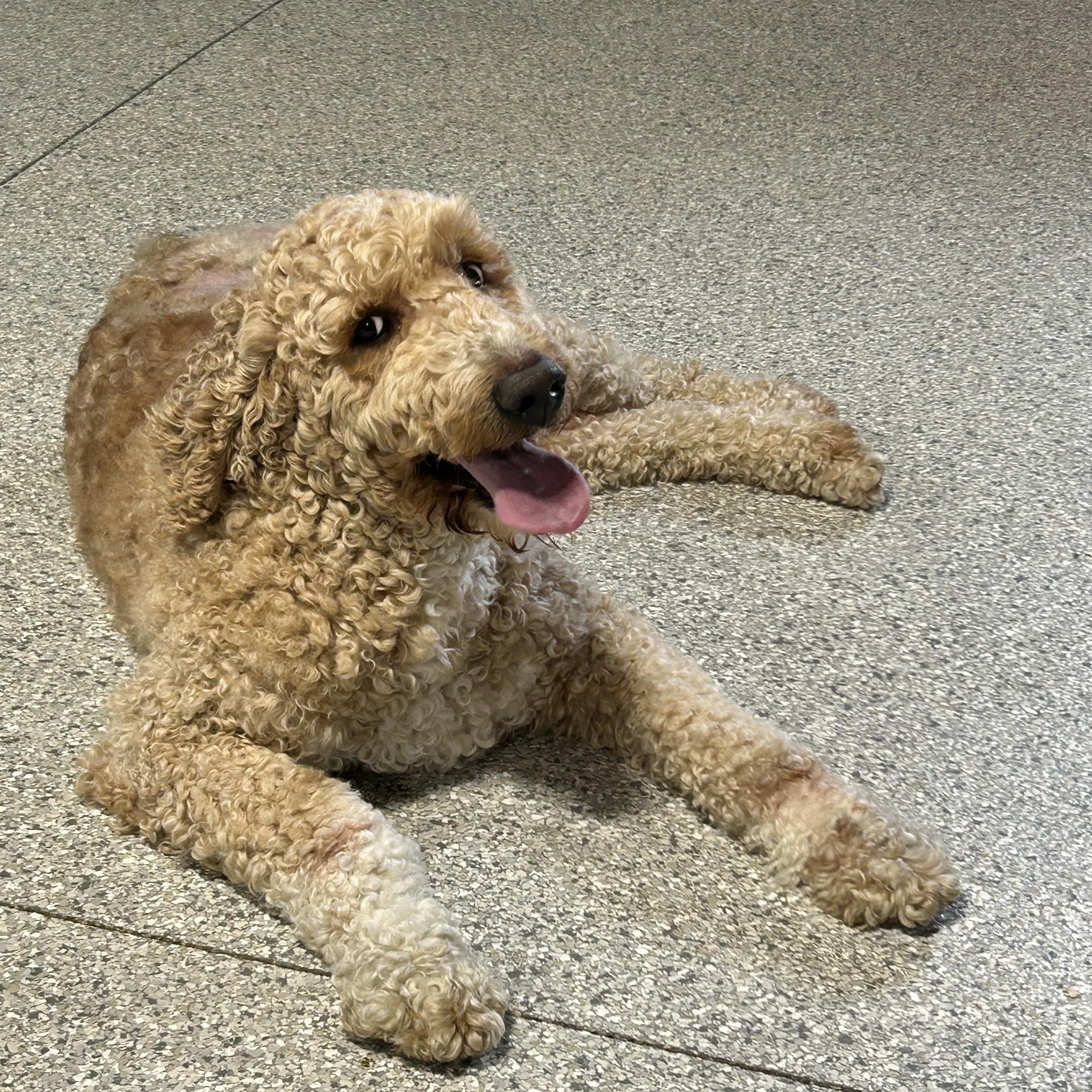 Sadie. Sweet dog , Adoptable, Adult Female Goldendoodle.