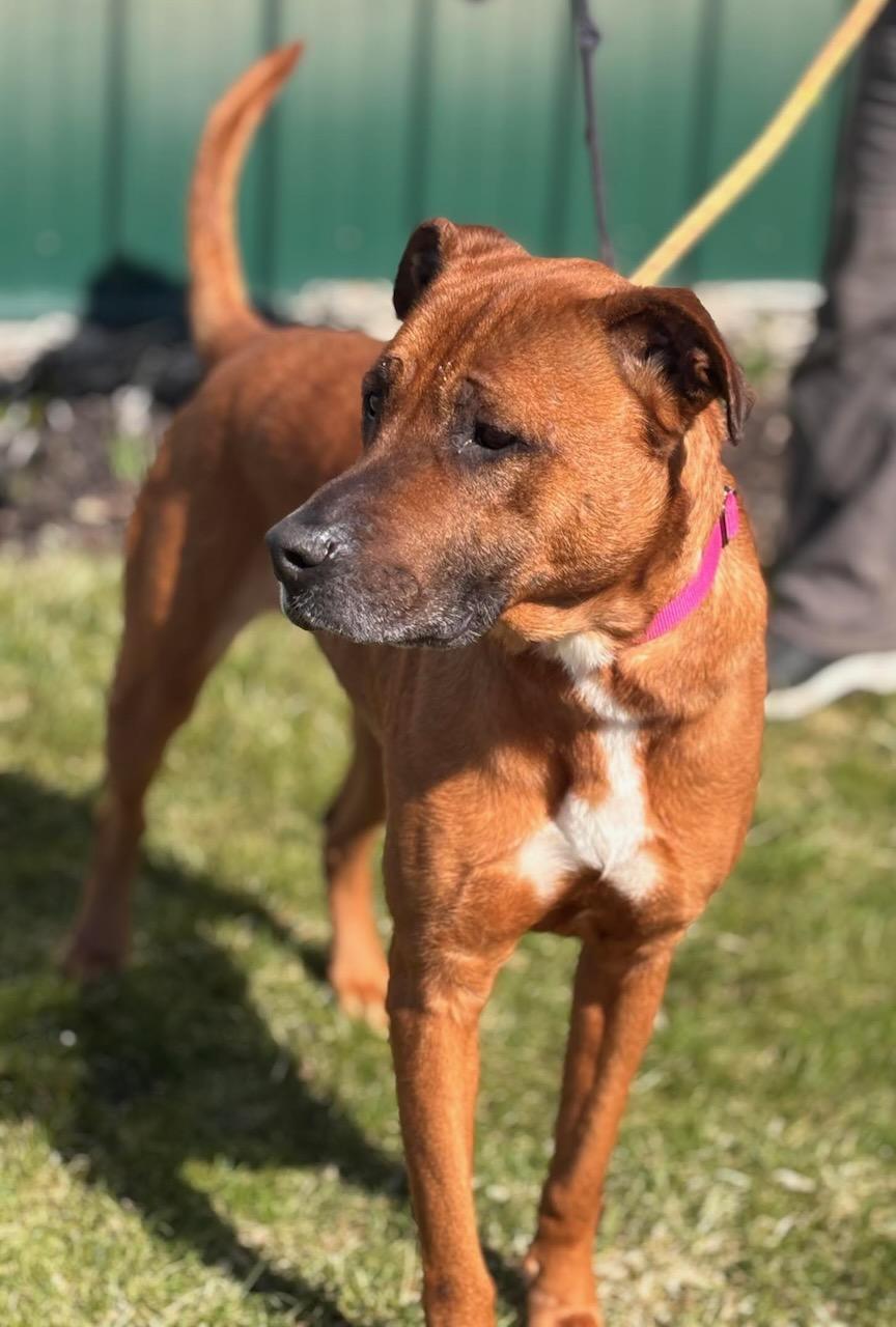 Nova, Adoptable, Adult Female Black Mouth Cur & Shepherd.