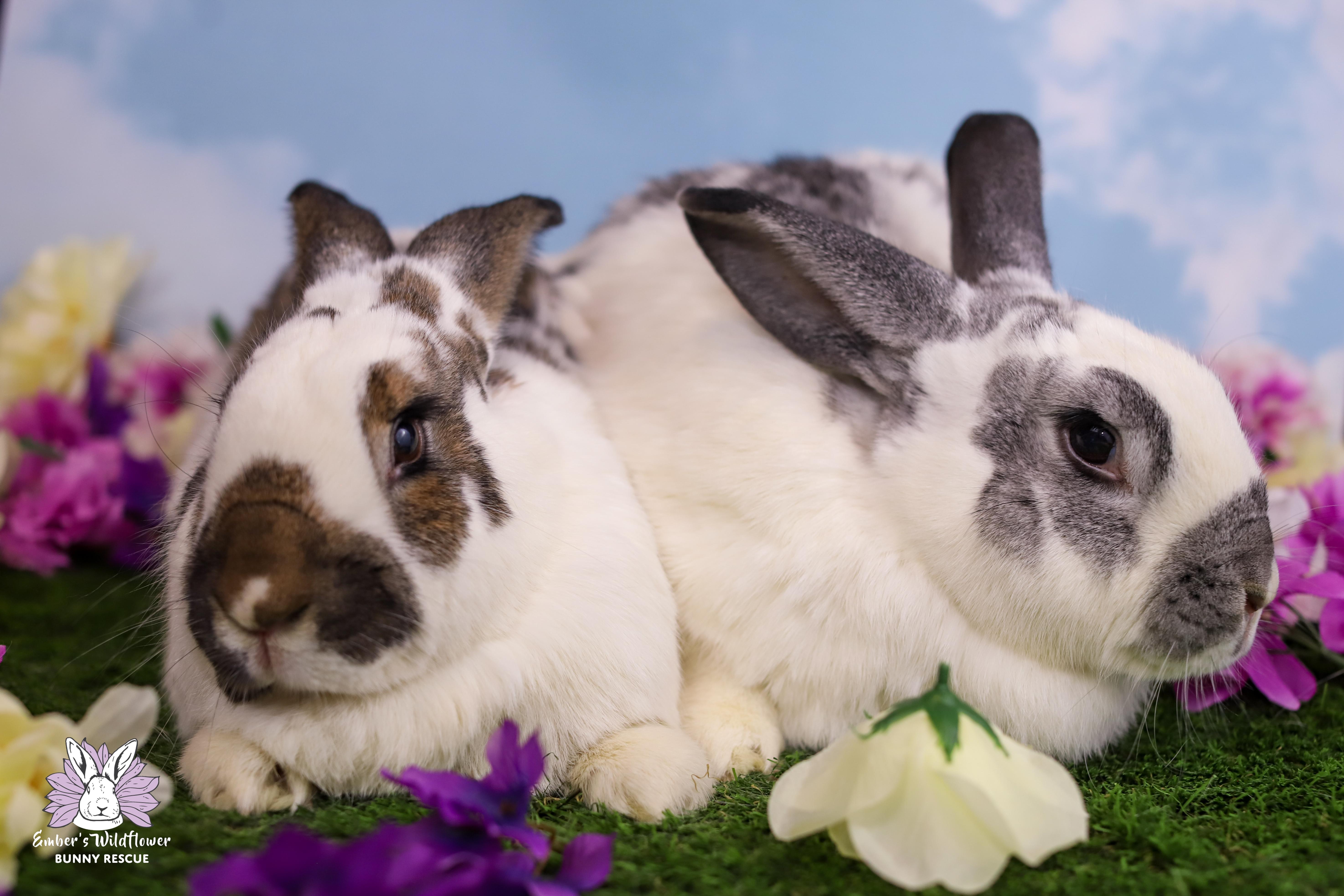 Enlarge Farley & Larkspur, a Adoptable mixed breed in Redmond, OR image 2/3